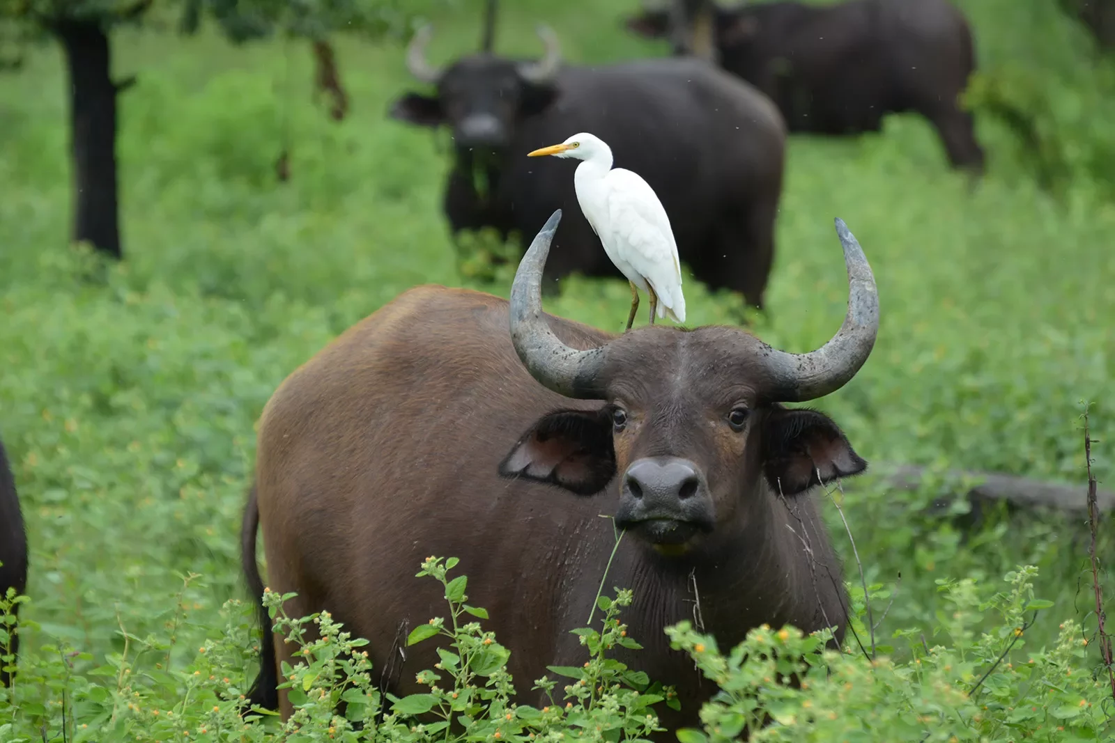 A buffalo and an egret