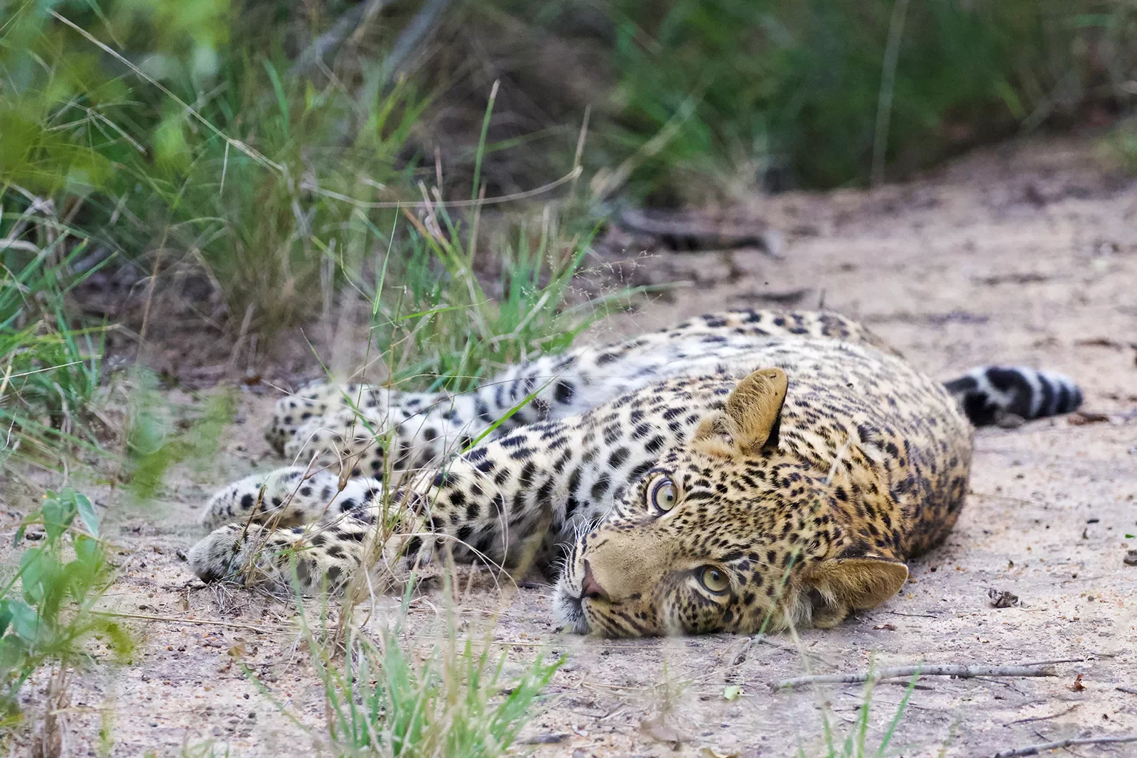 Leopard laying on its side, looking at camera