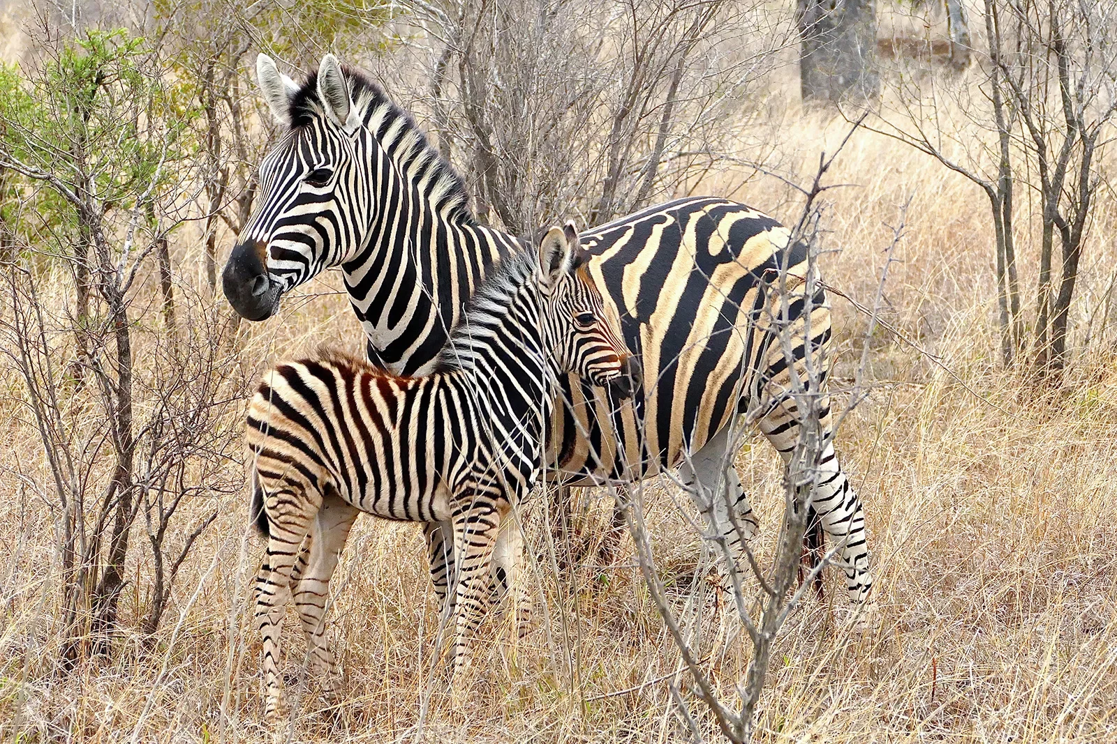 Adult and child zebras