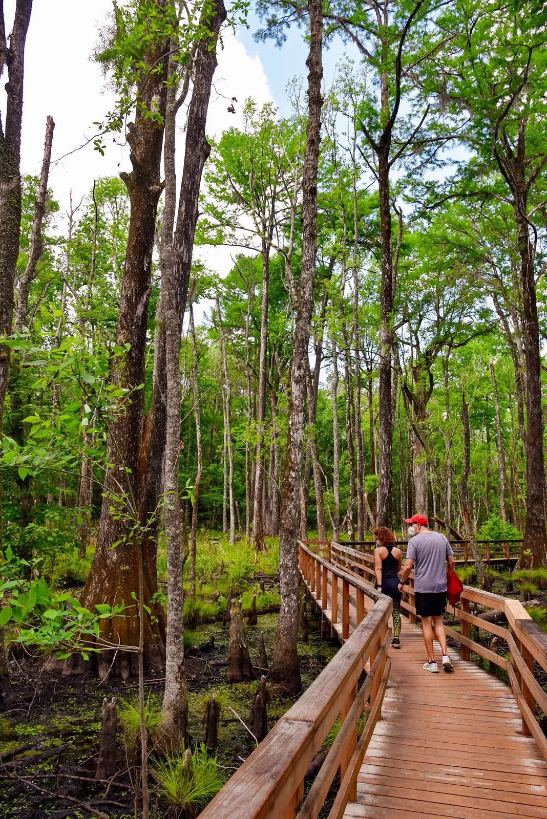 Two guests walking through swamp, on wooden walking bridge.