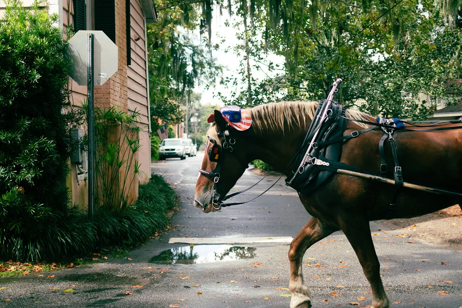 Shot of horse with American flag hat on, walking down street.