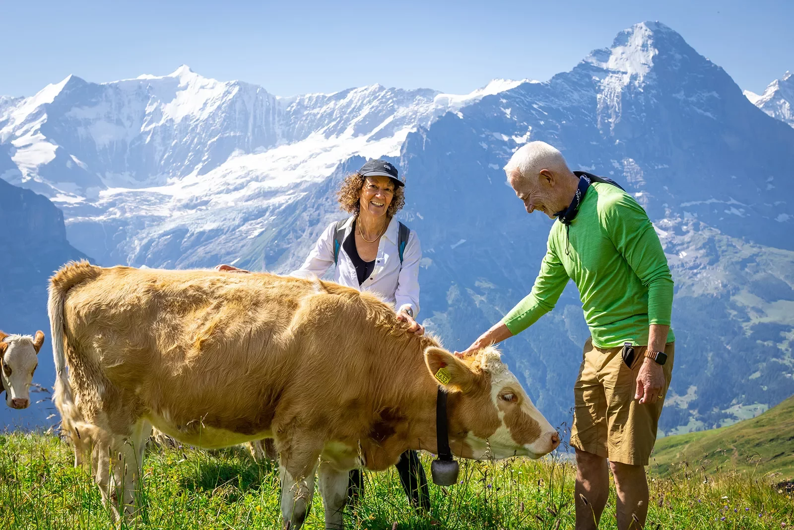 Two guests petting cow, mountain range in background.