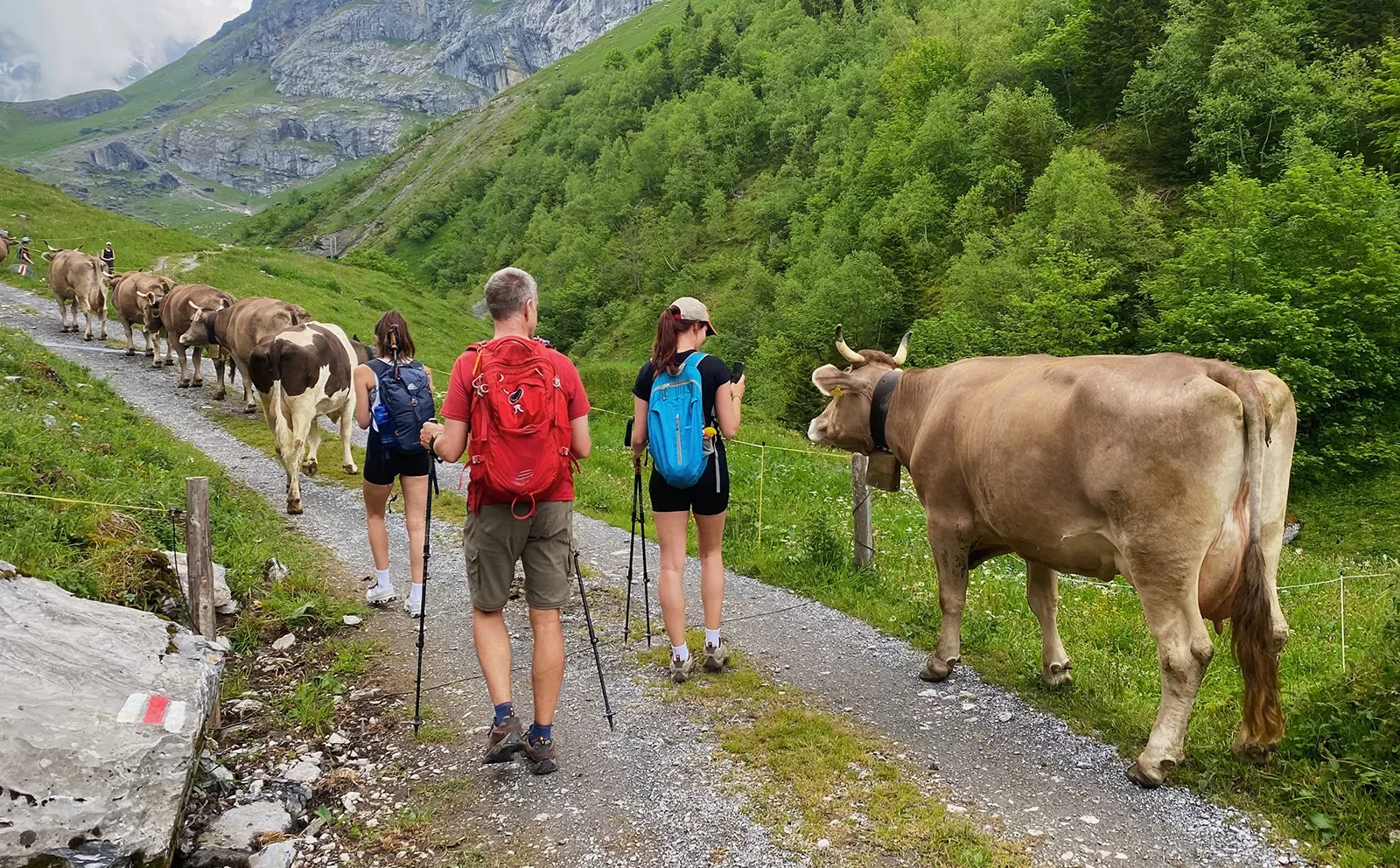 Three guests on trail, large line of cows in front of them.