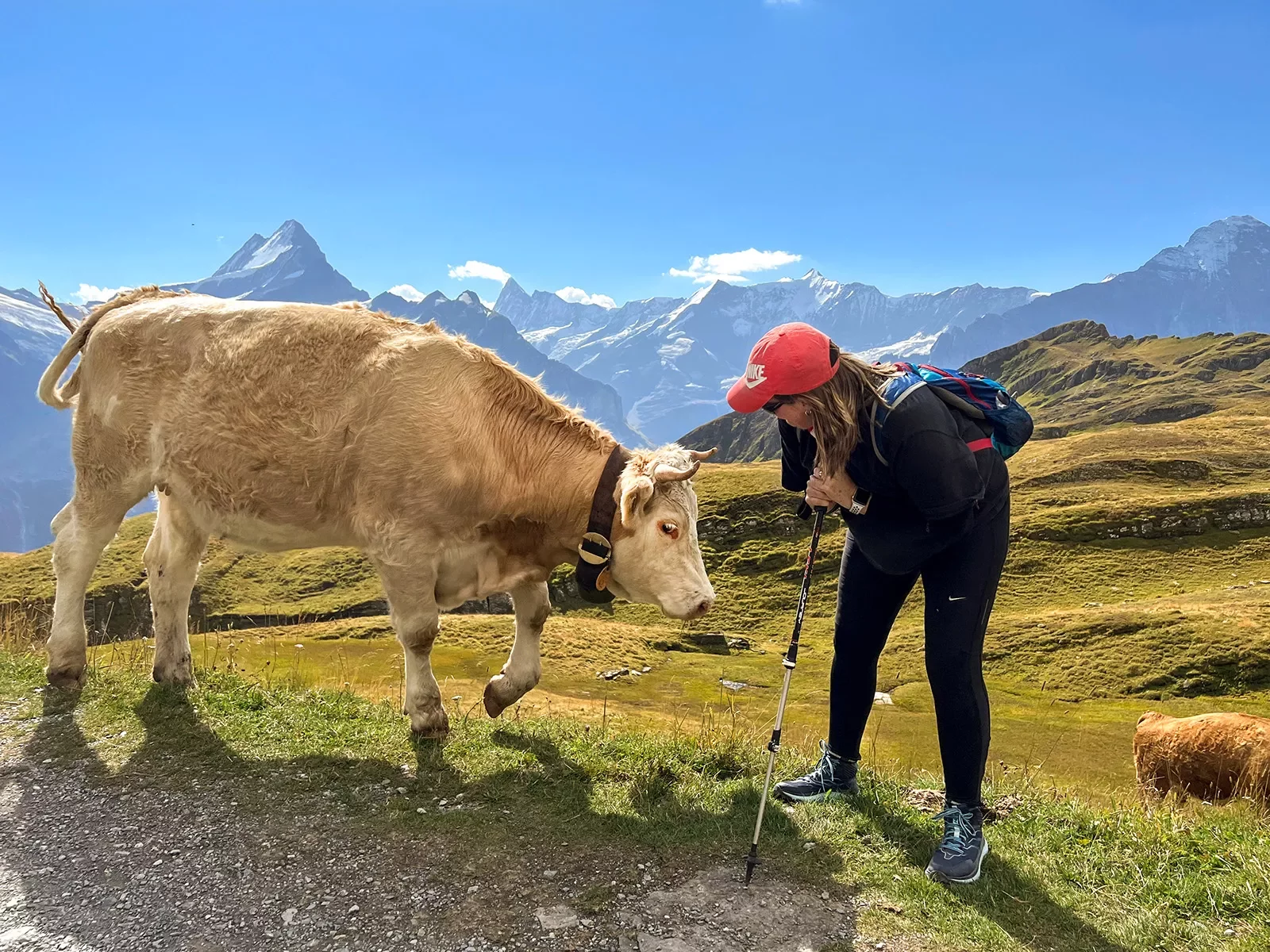 Guest talking to cow, mountain in background.