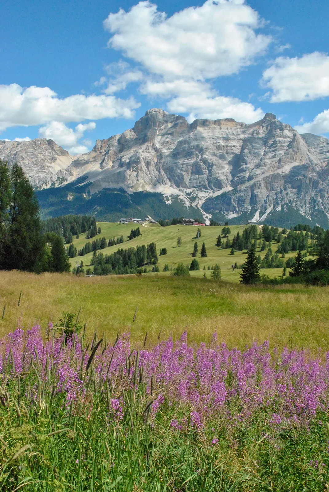 Wide shot of the Dolomites, hilltop village in middleground, purple flowers in foreground.