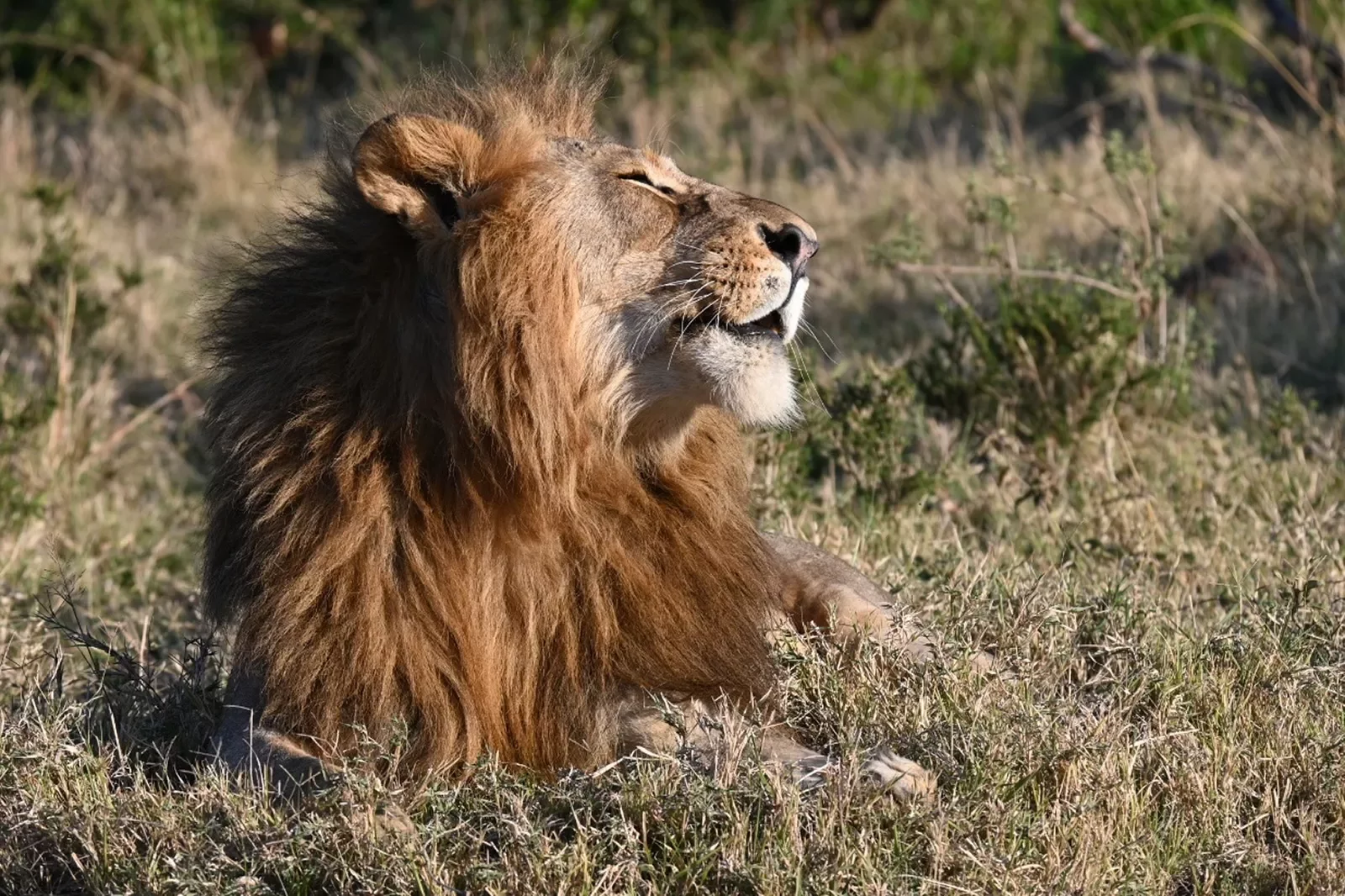 Lion in repose with face towards the sun
