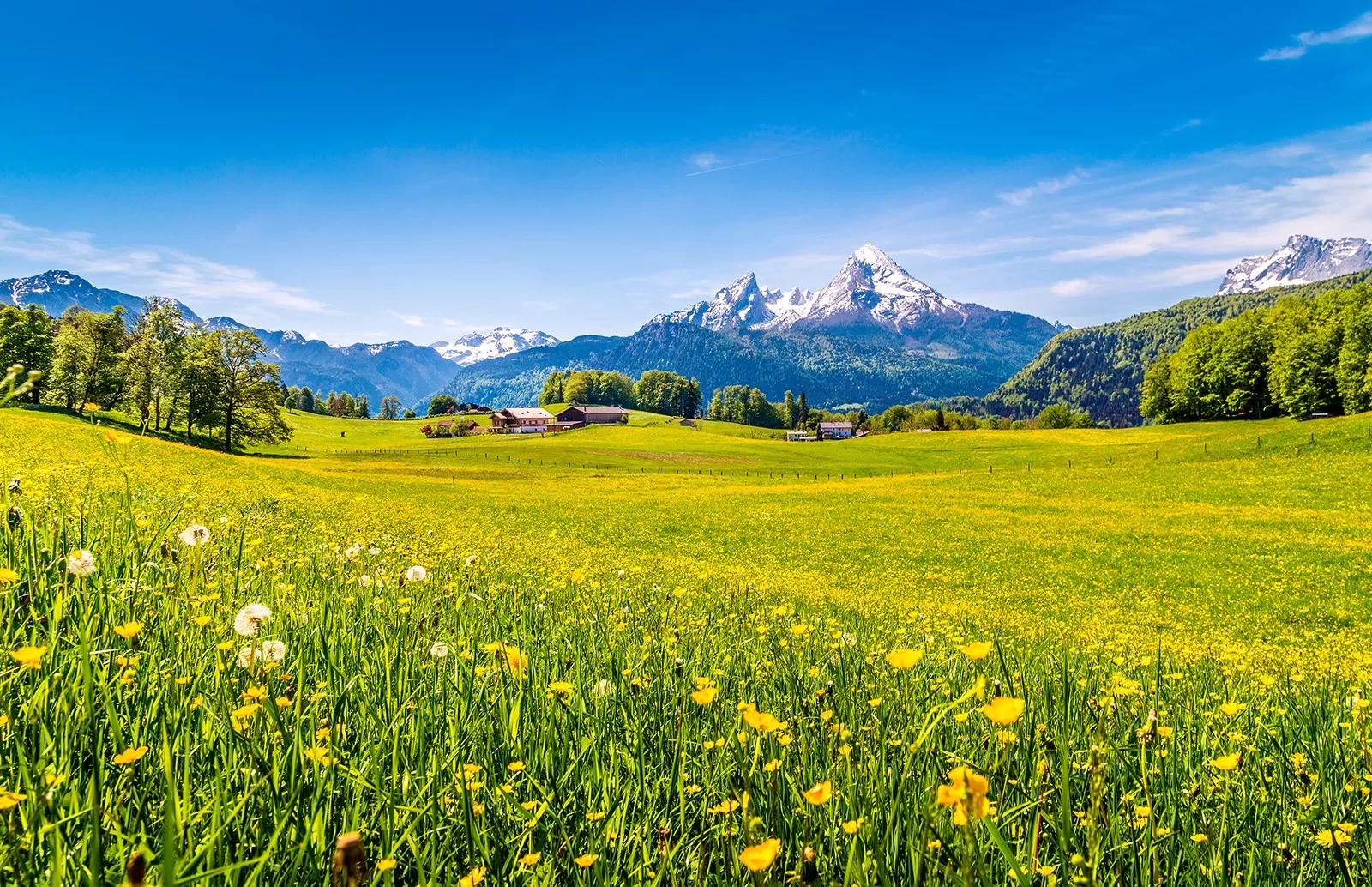 Wide shot of Alpine vista, yellow flowers, snowy peaks, small cottages.