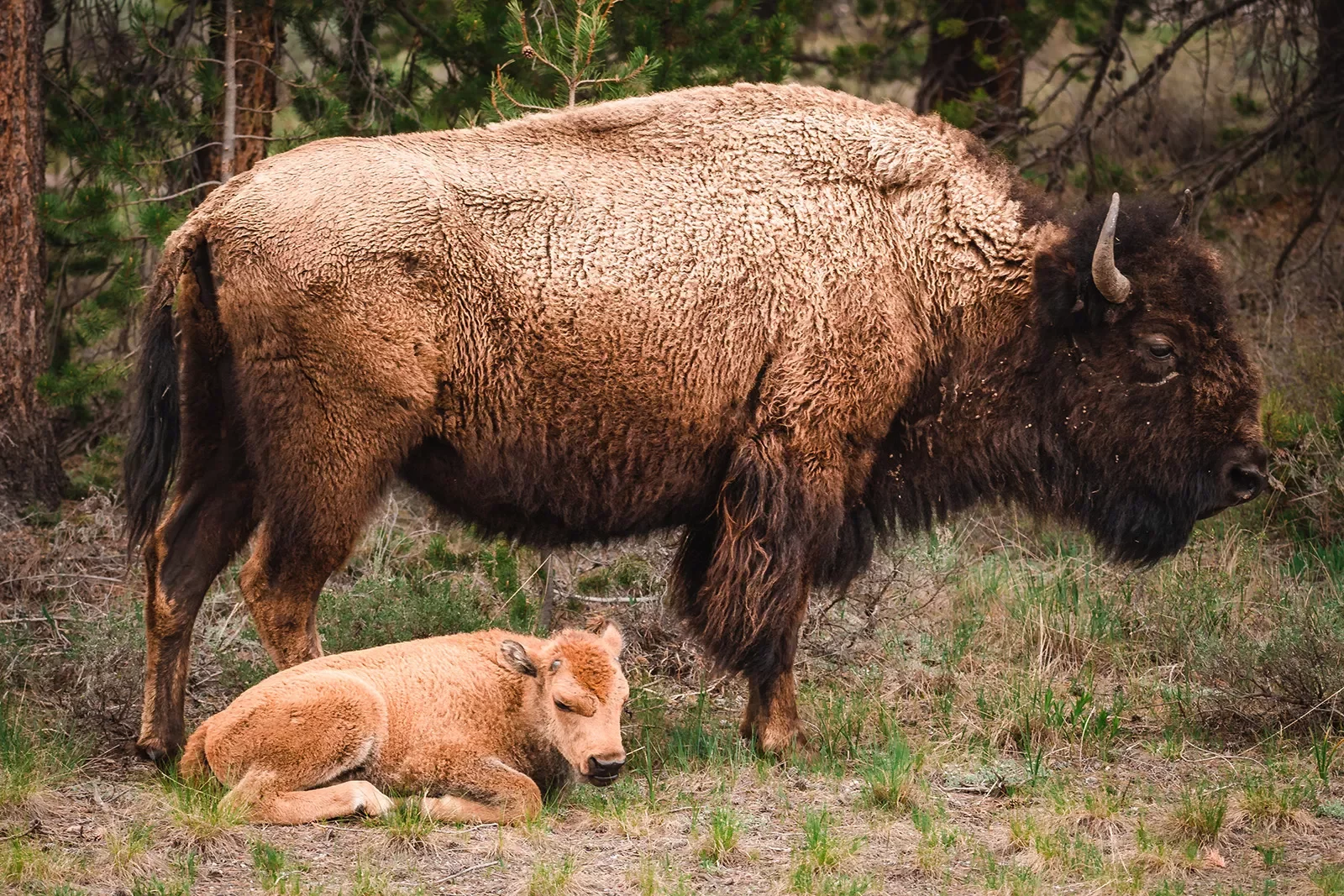 Bison and Calf resting in a pasture