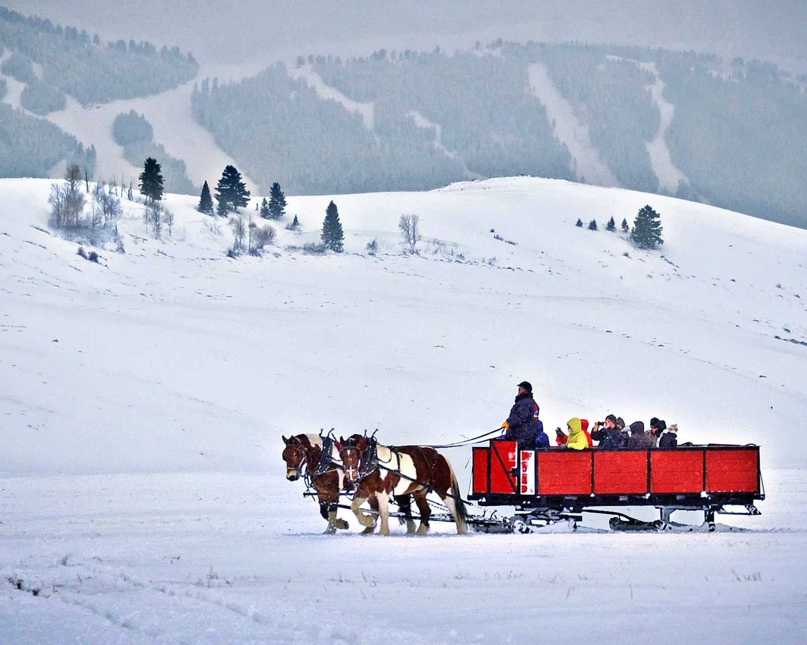 Backroads guests being transported across snowy landscape by horses