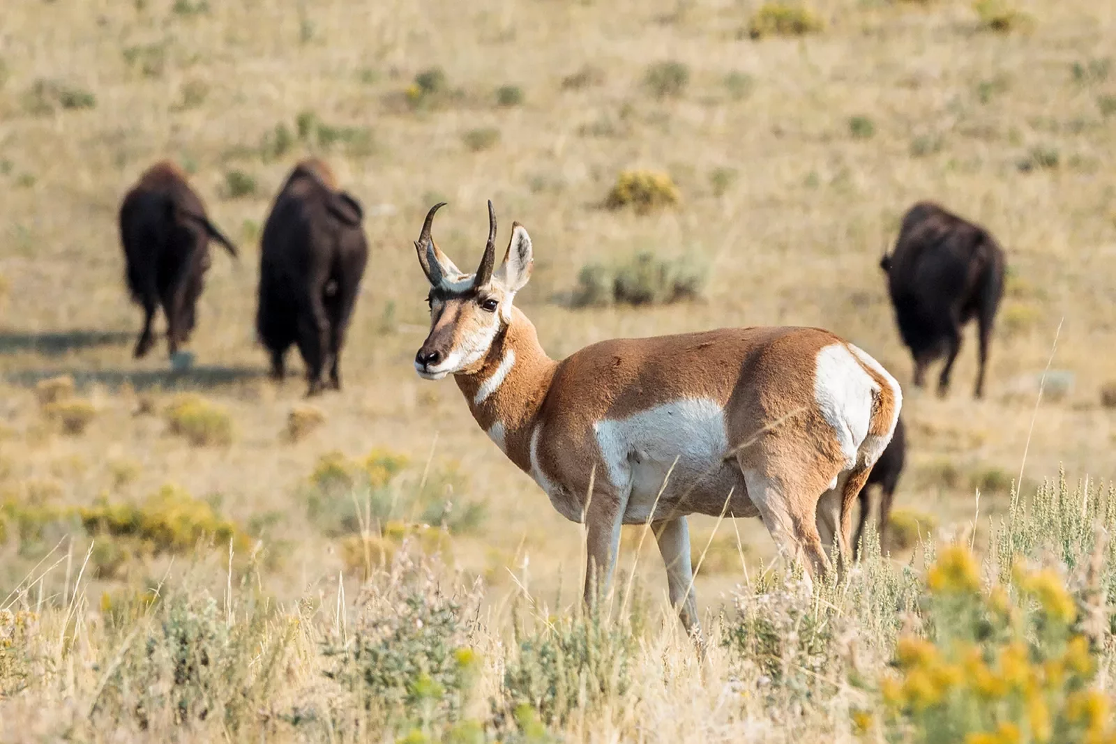 Antelope and Bison traversing through field