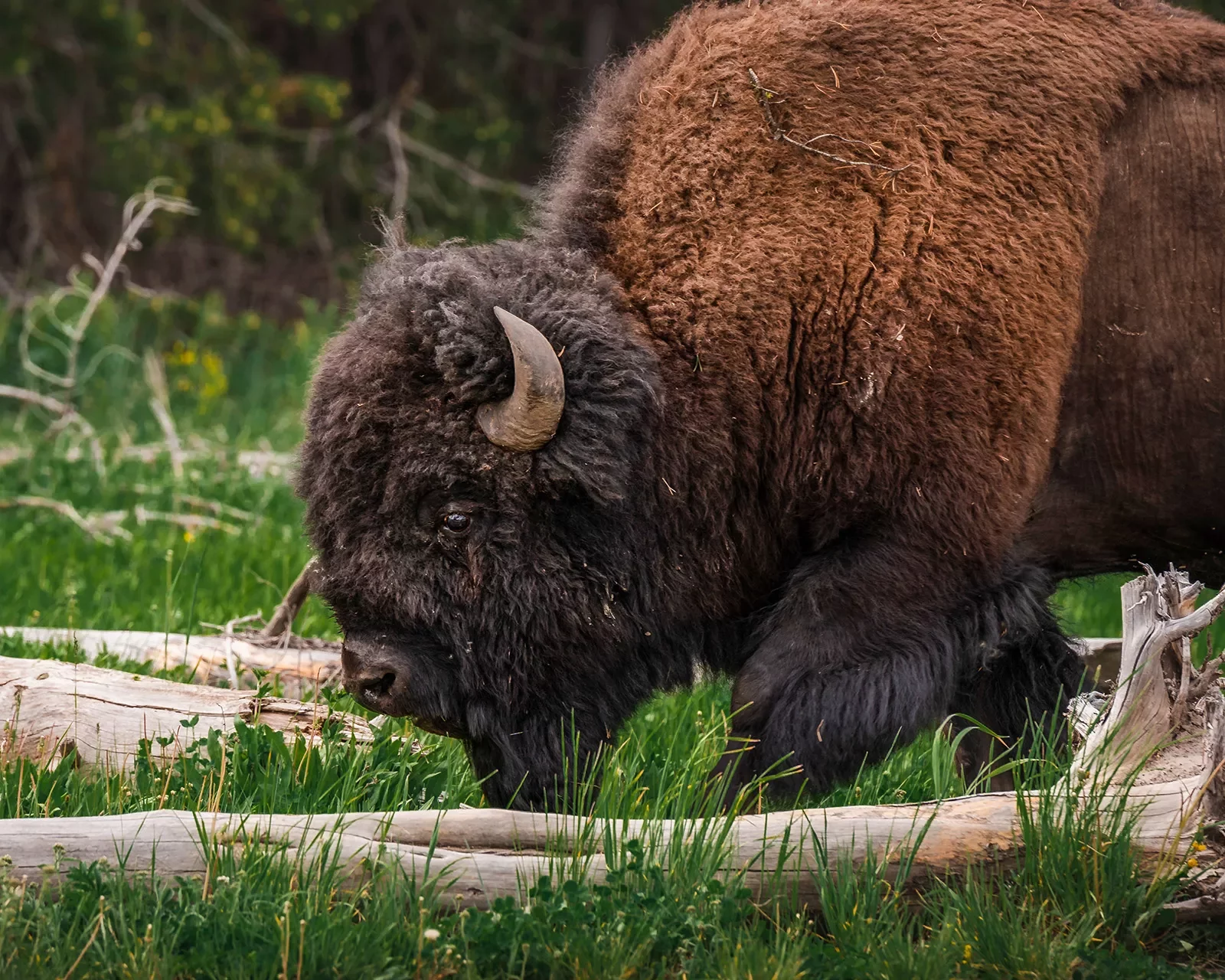 Bison bending down to snack on grass