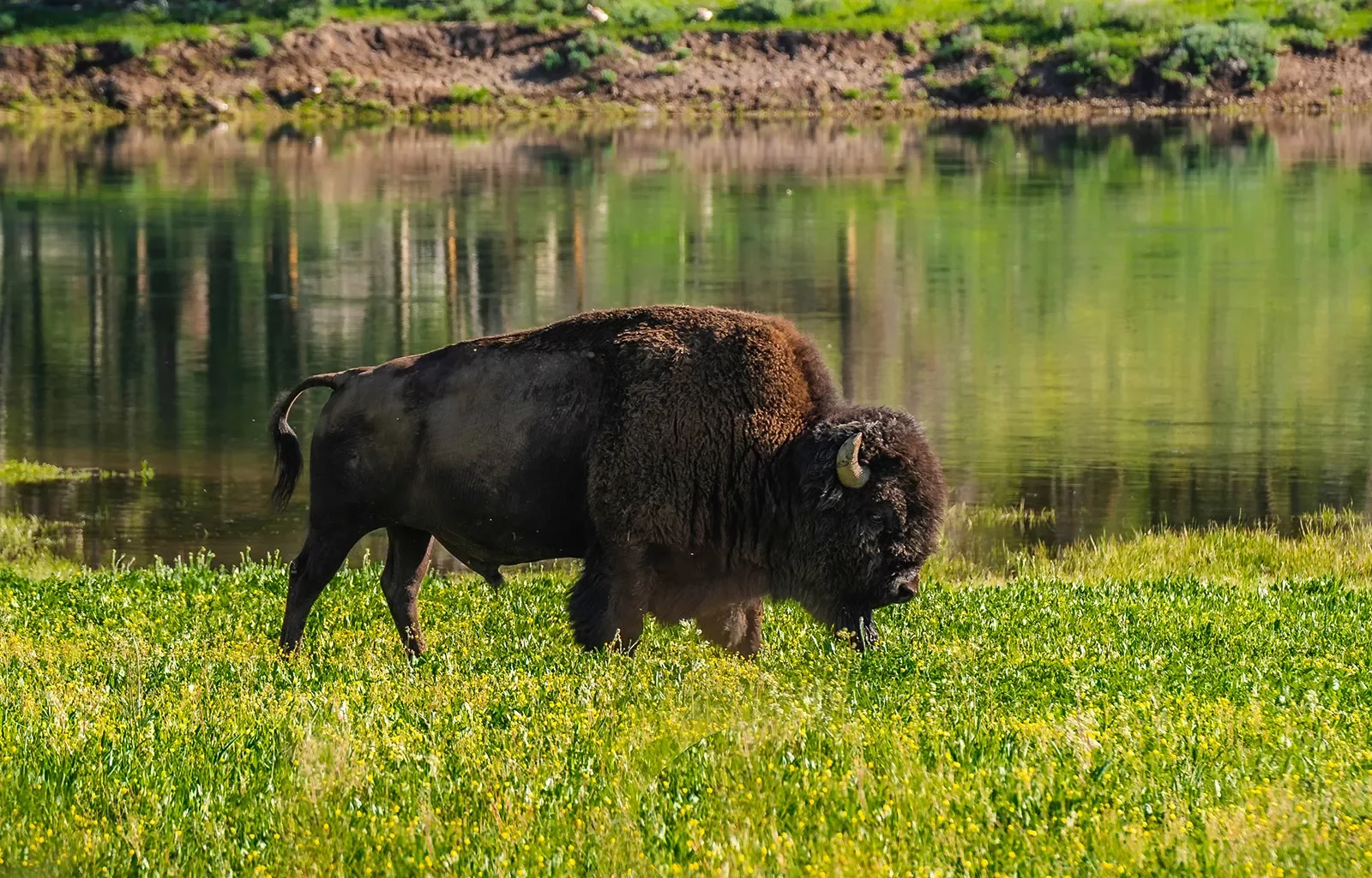 Bison walking through green fields