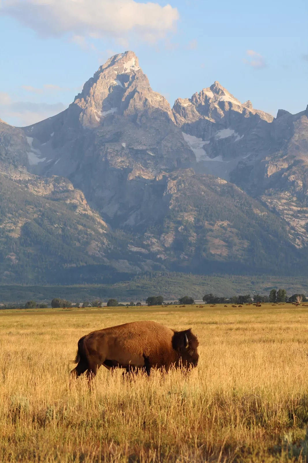 Bison standing in golden field