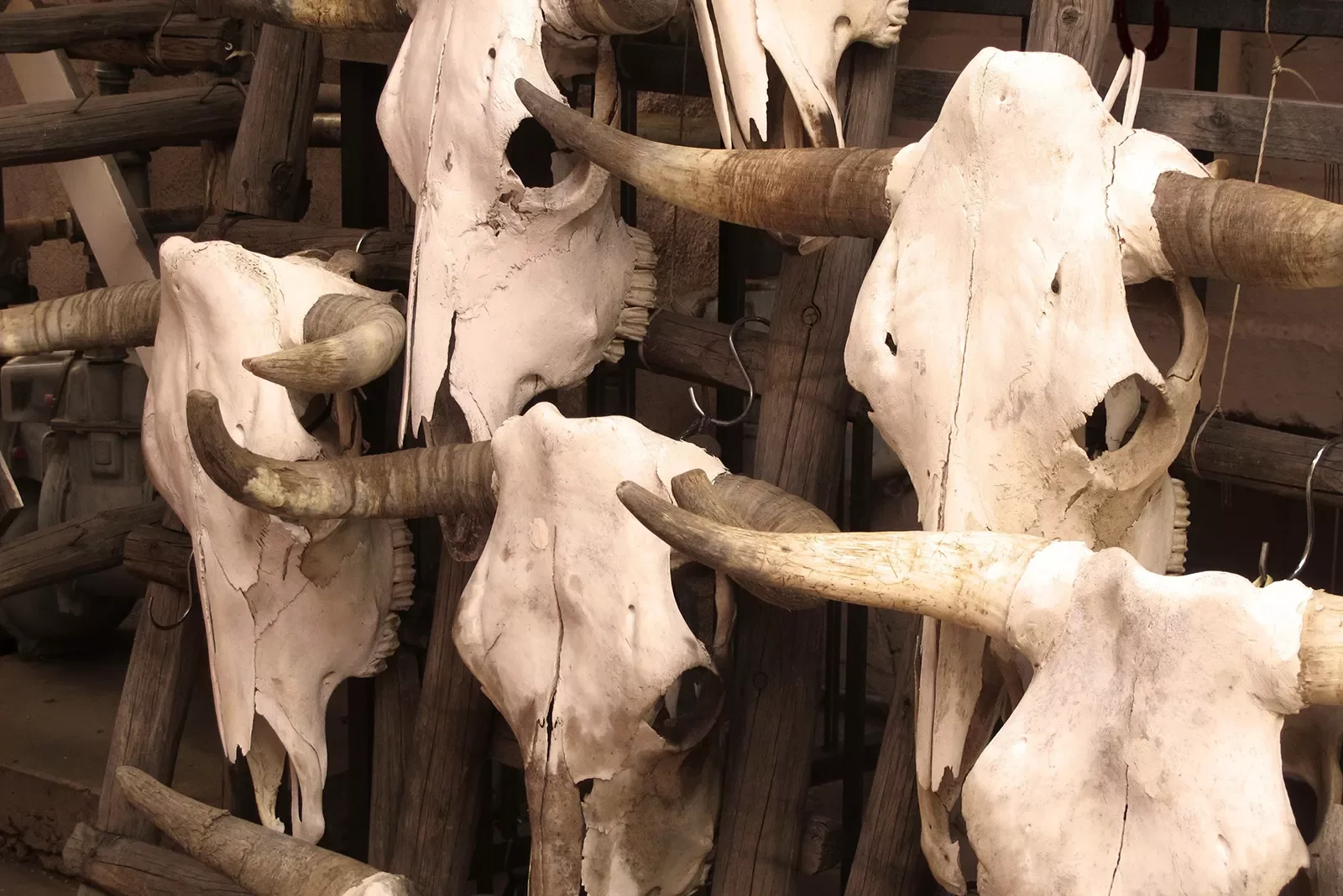 Cluster of bulls skulls