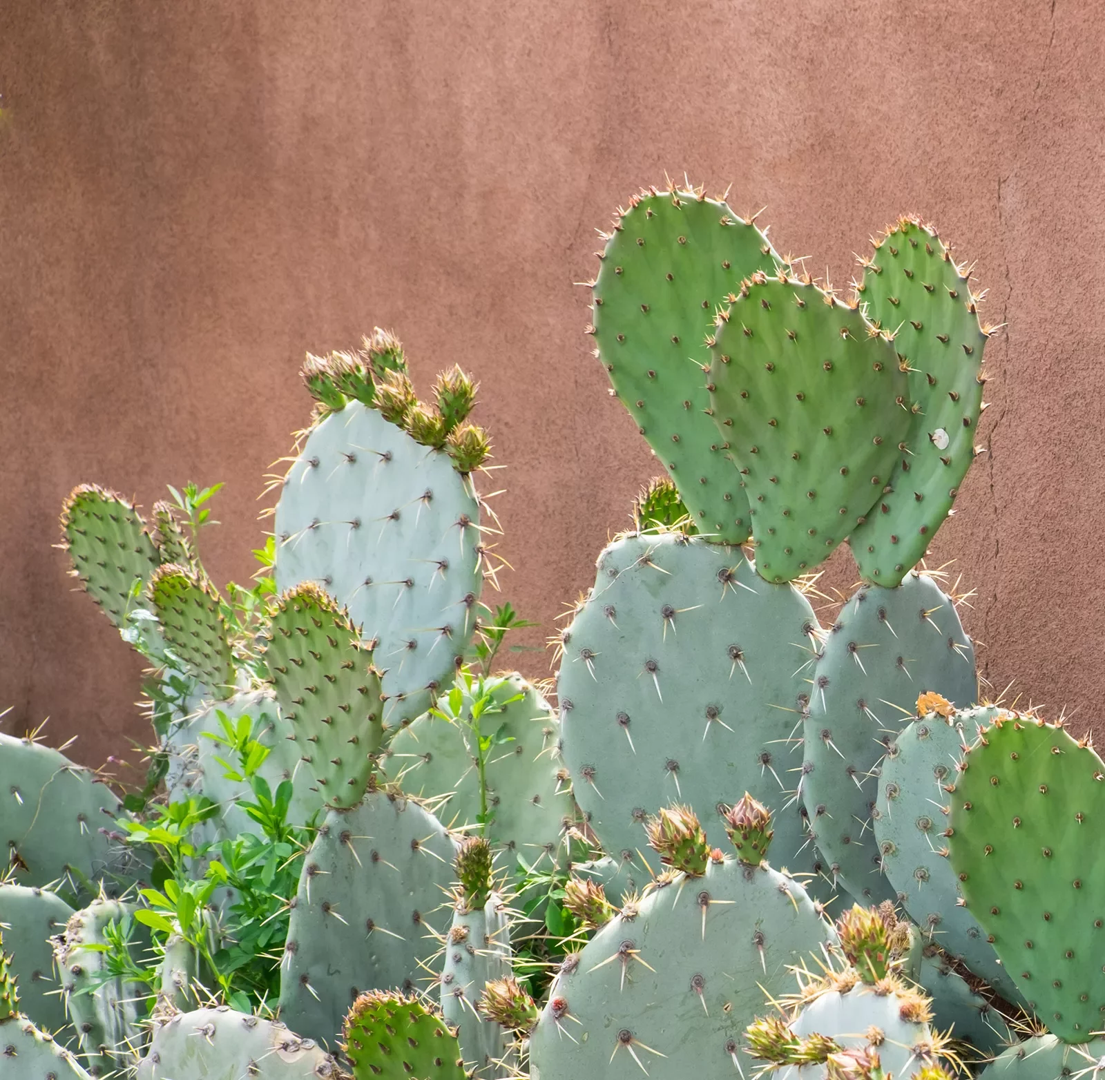Cacti against clay wall