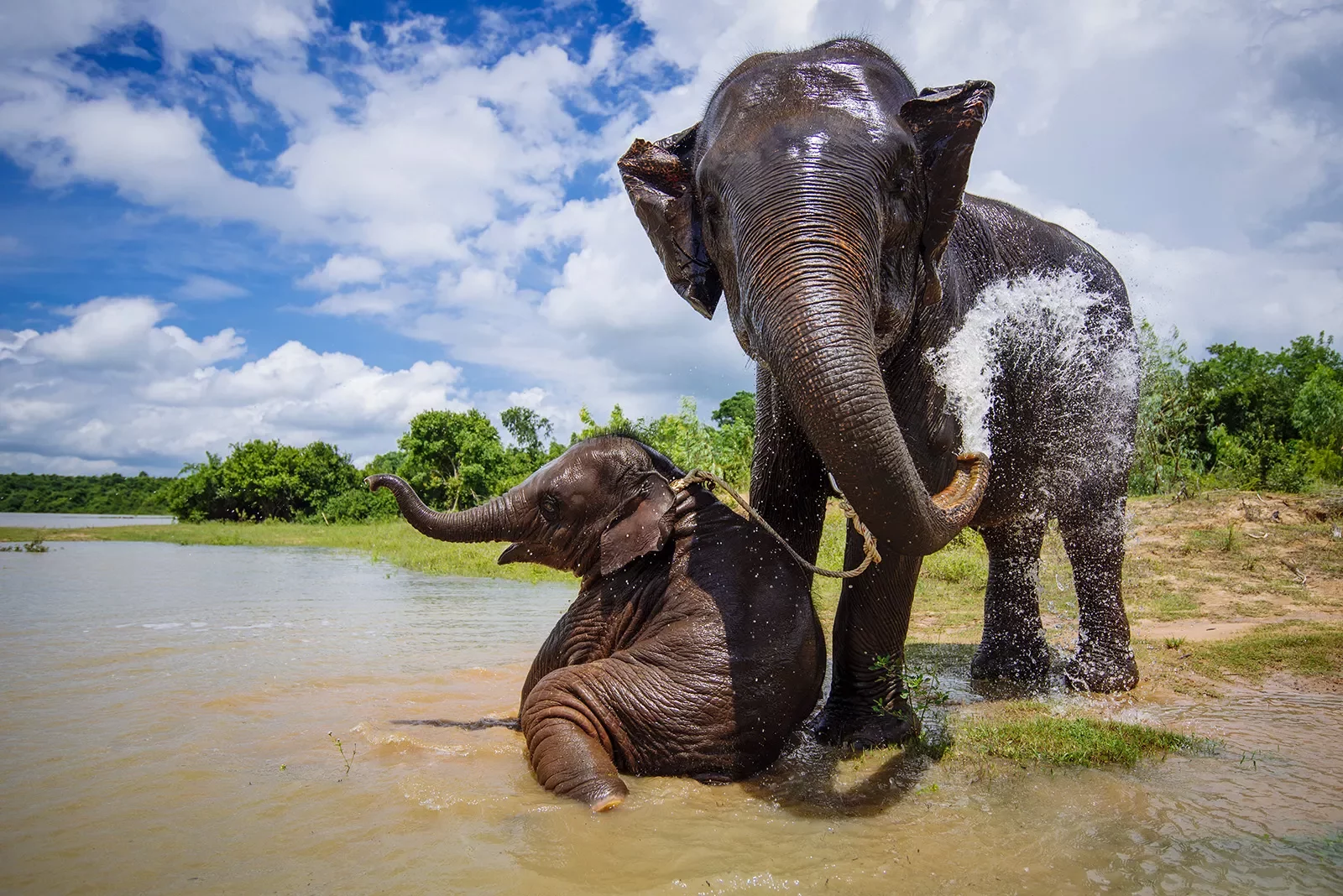Asian elephants playing in the water