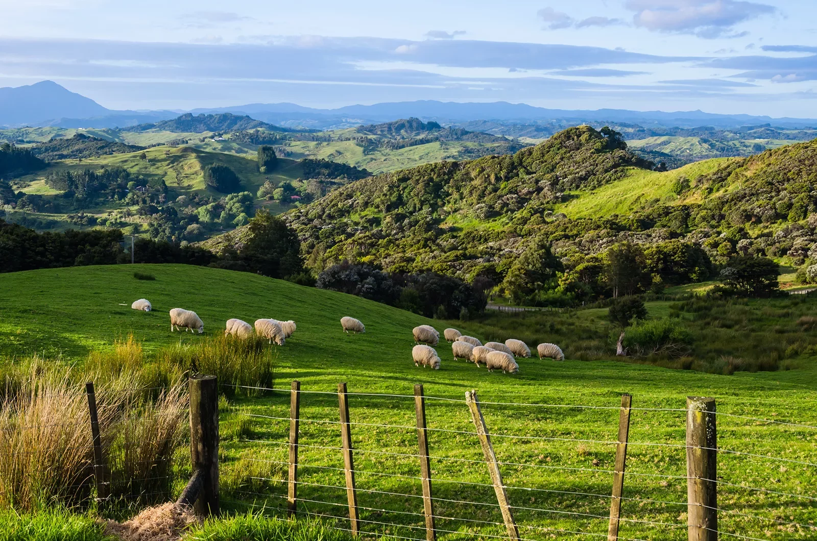 Green field in New Zealand