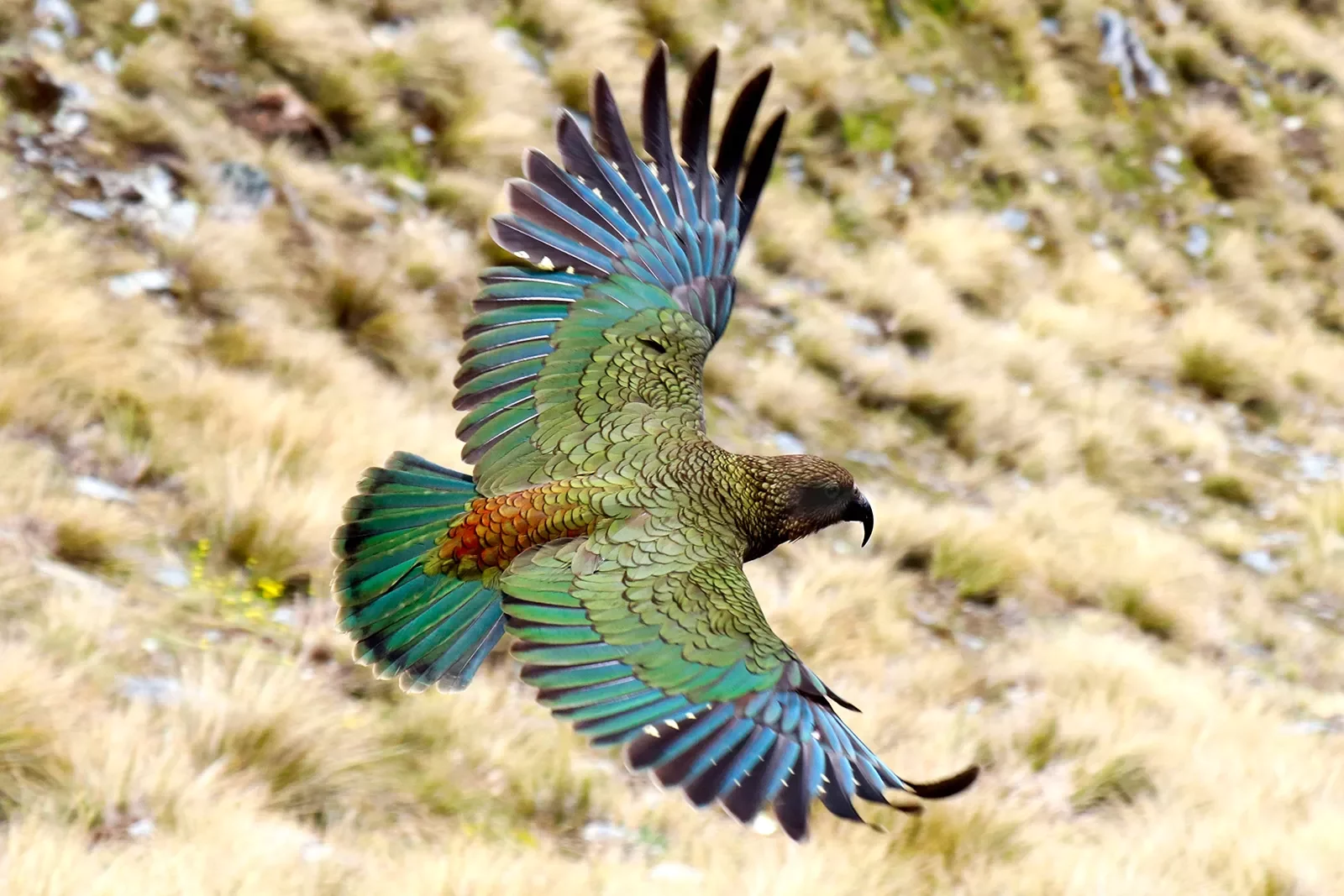 Close-up shot of flying Kea Bird.