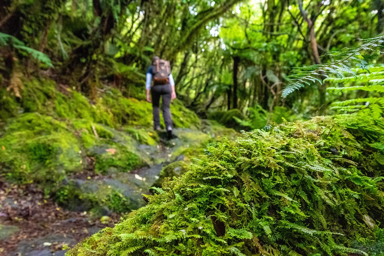 Lush forest in New Zealand