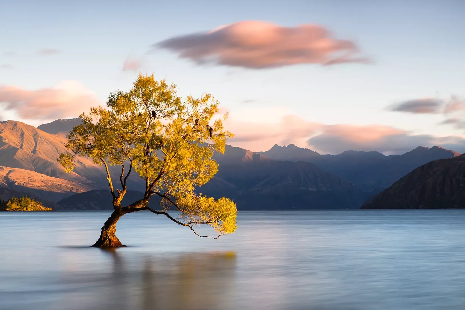 Lone tree in a lake in New Zealand