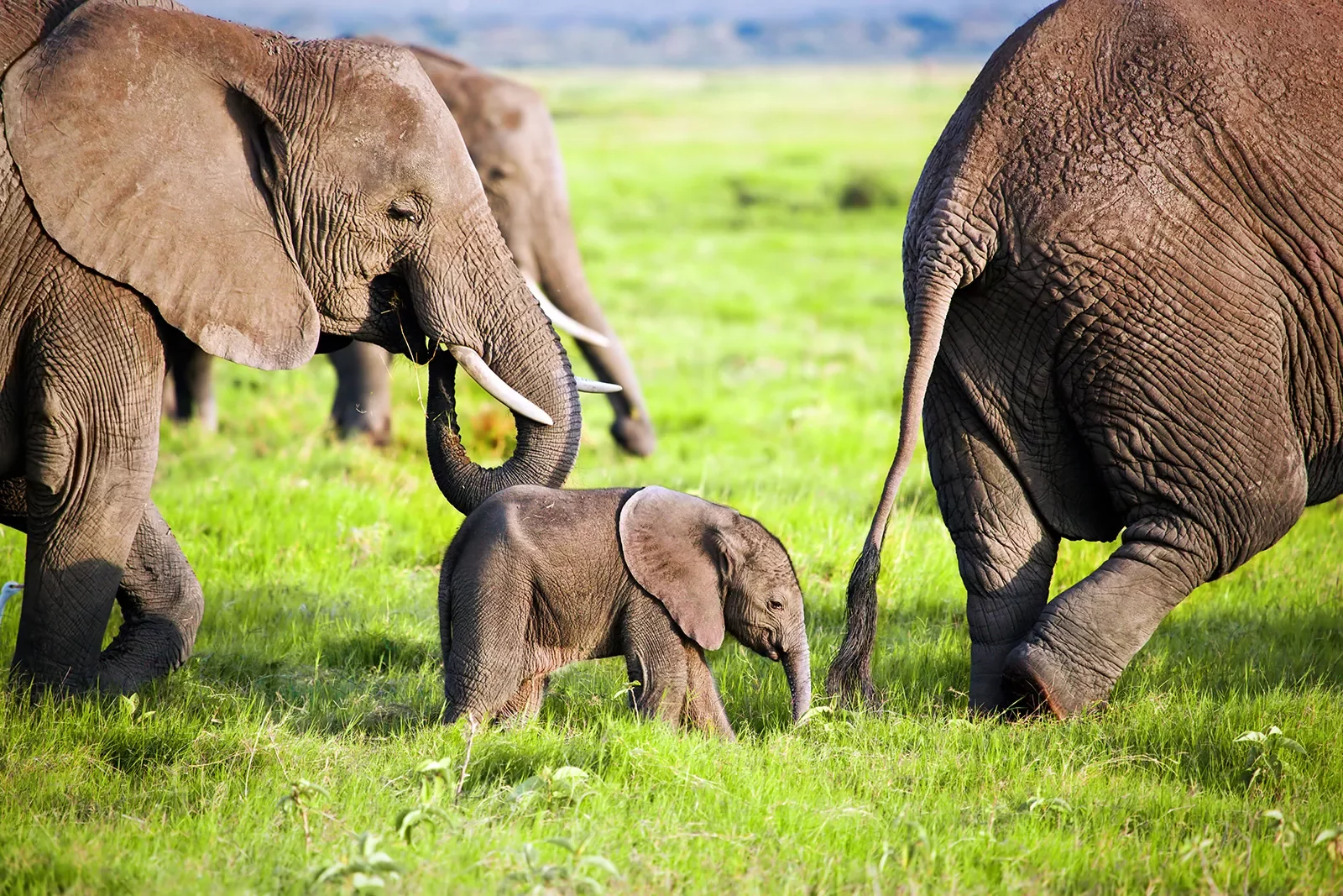 Baby elephant amid a group of adult elephants