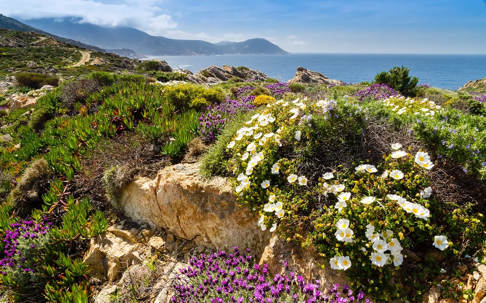 Close-up shot of white and purple flowers, ocean and cliffs in background.