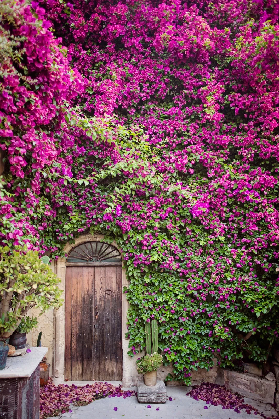 House-front shot, wooden door, array of purple flowers.