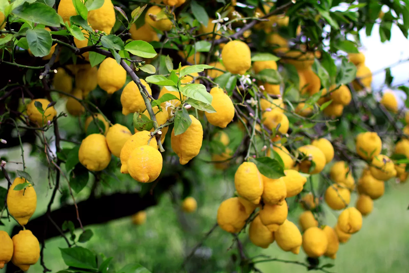 Shot of lemon tree, lemons.