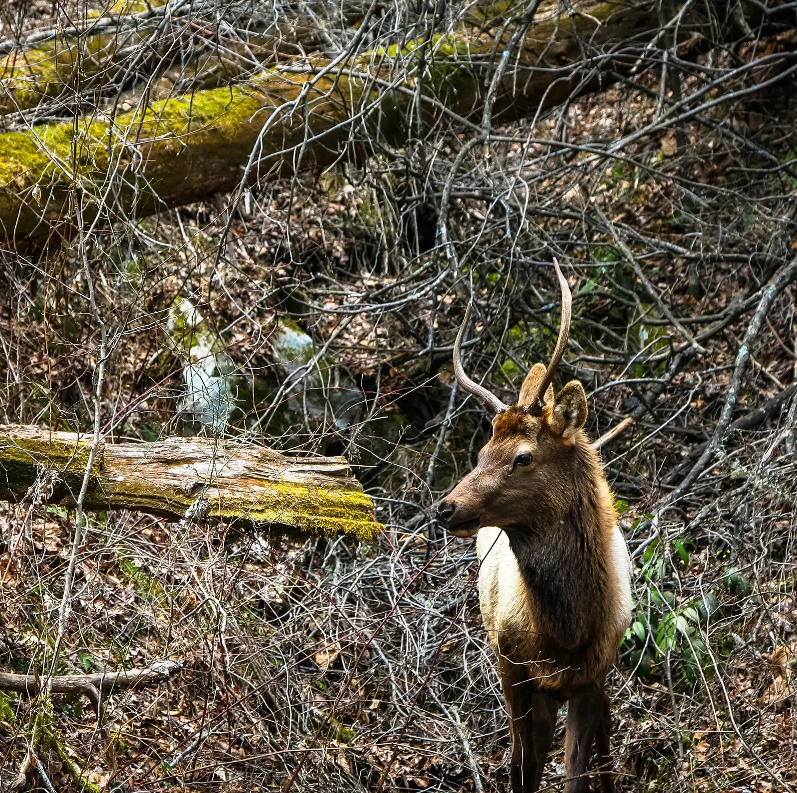 Close-up shot of a Roosevelt Elk.