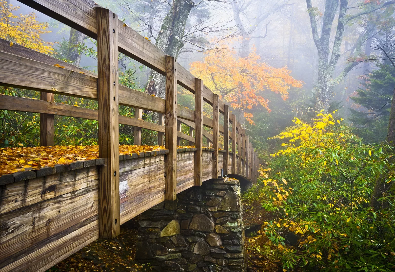 Shot of foggy forest, wooden bridge in foreground.