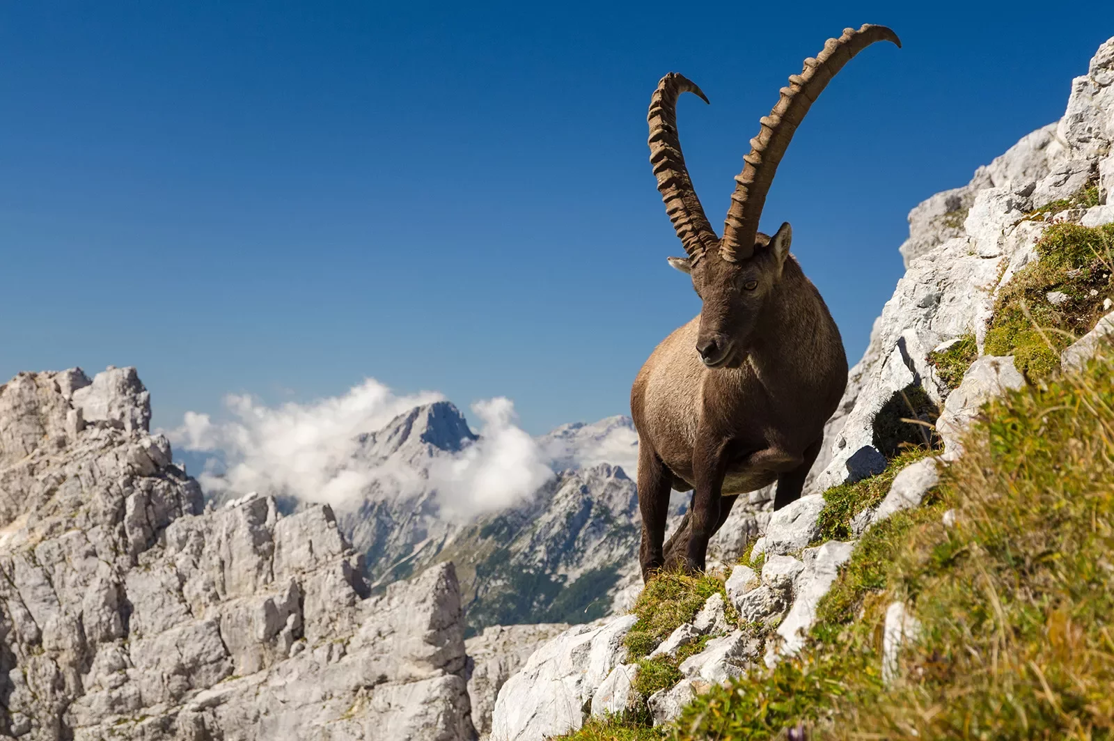 Shot of a bighorn Ibex, craggy mountains behind it.