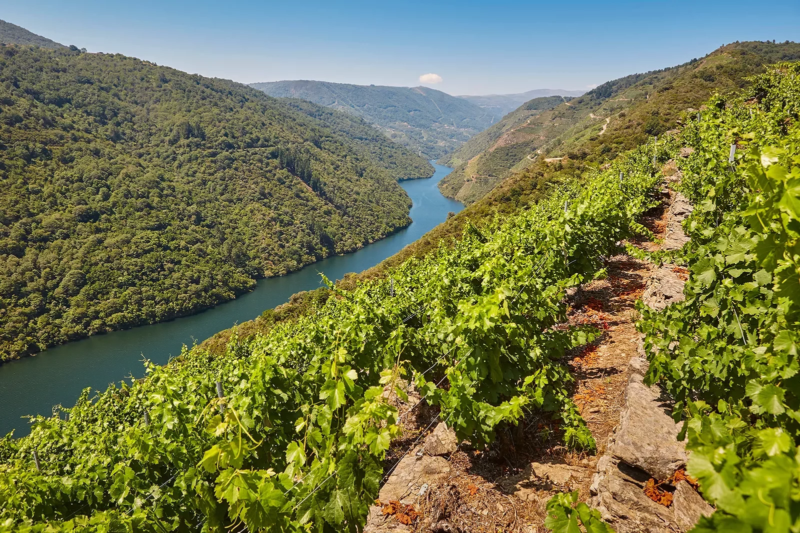 POV shot on hillside vineyard, looking towards river valley.