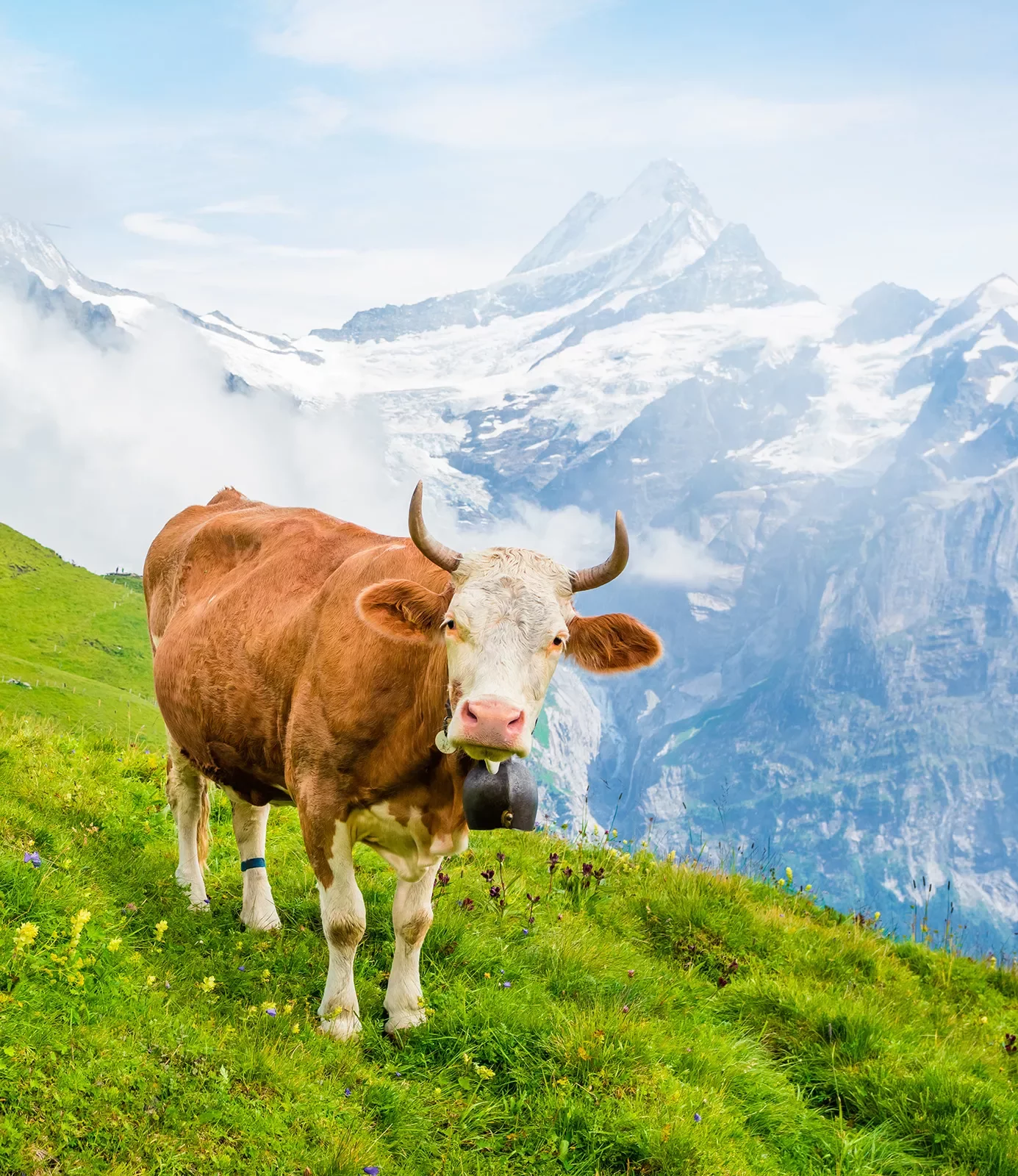 Cow looking at camera, large cliff, mountains behind it.