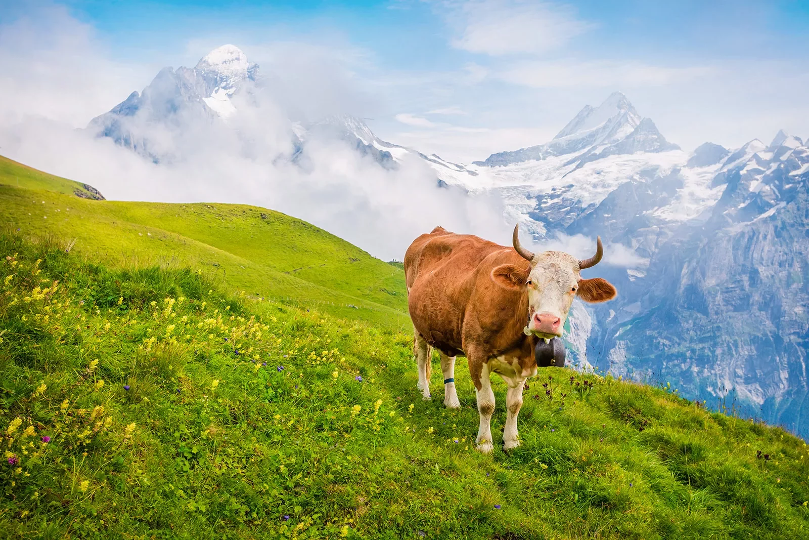 Cow on mountaintop, large mountain range in background.