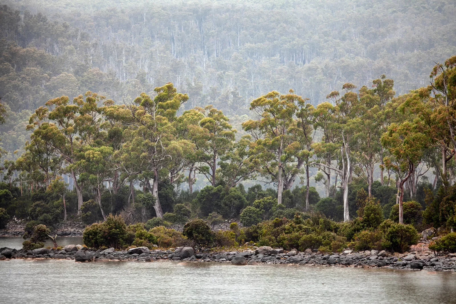 Views of Lake St Clair and native forest along the banks, seen in rain and fog. Lake St Clair is a natural freshwater lake located in the Central Highlands area of Tasmania, Australia.