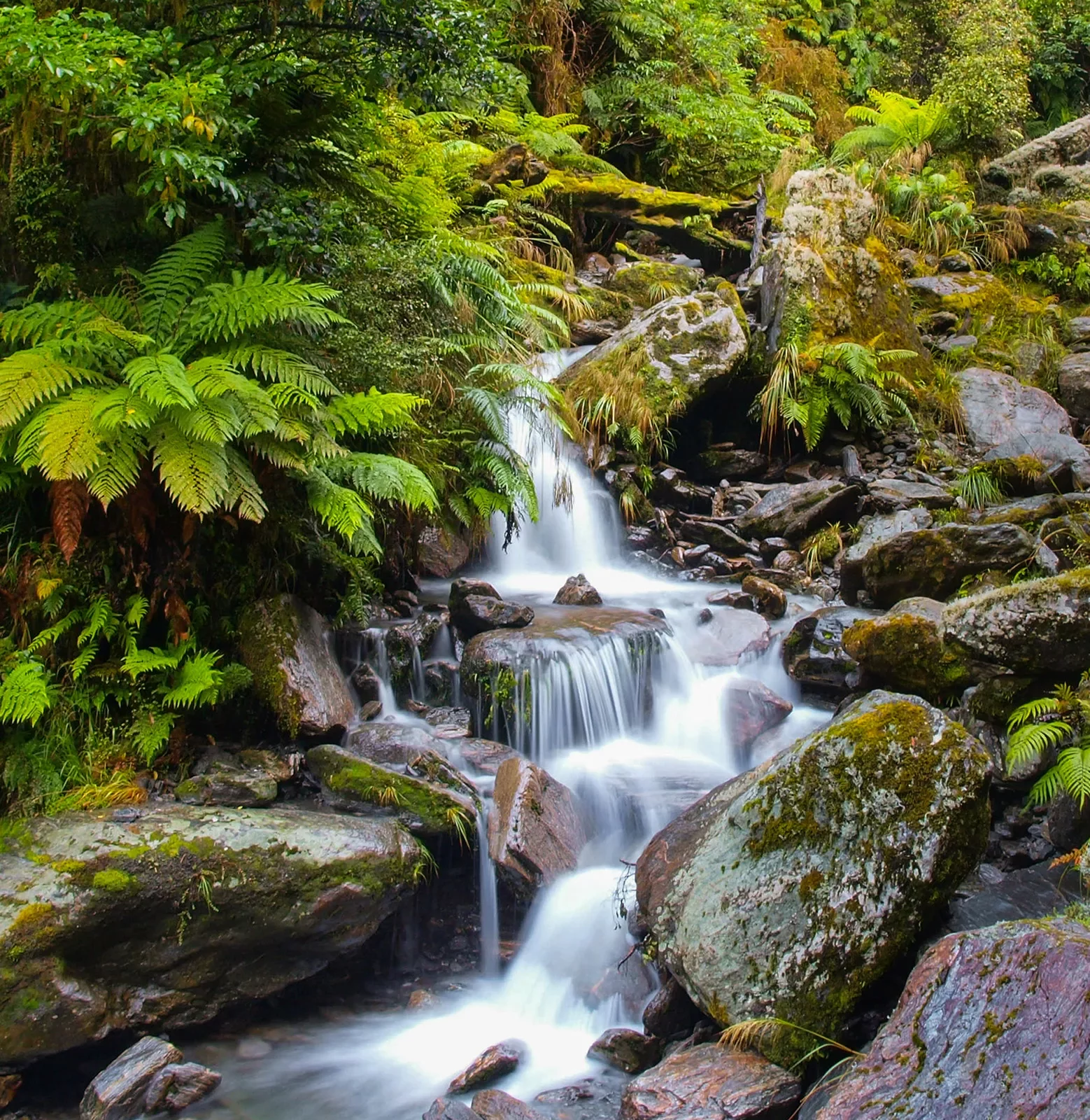 Waterfall Long Exposure image in Lush Temperate Rainforest on the West Coast of Tasmania.