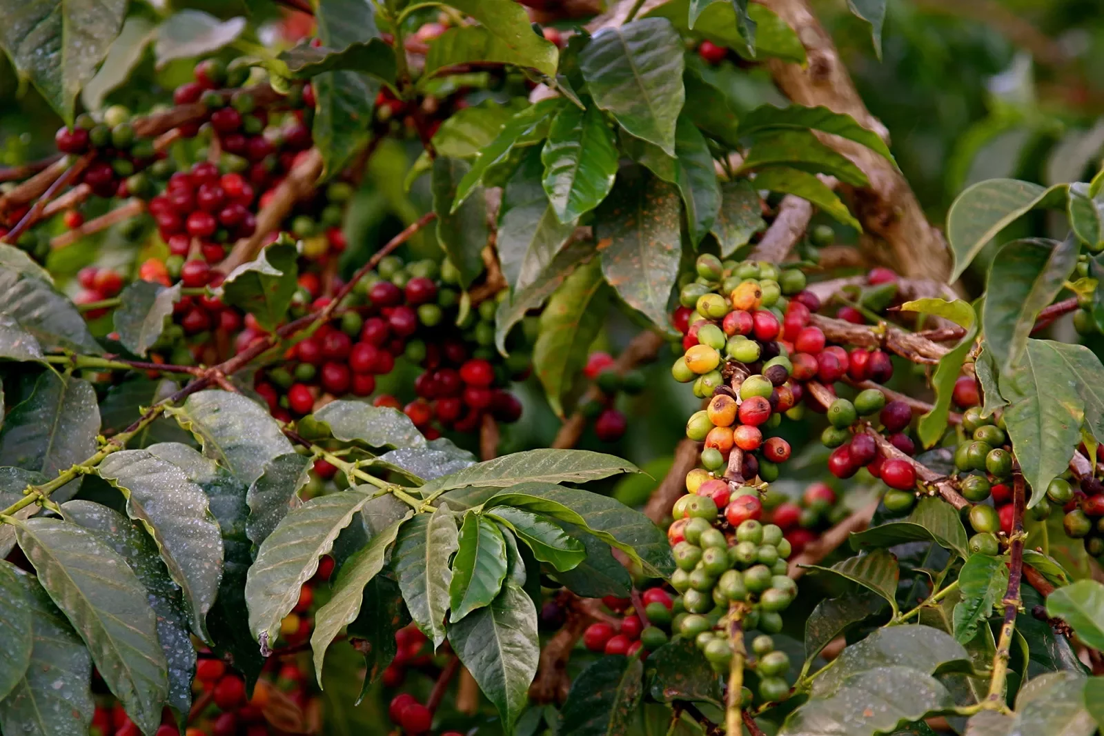 Coffee Beans - Tanzania