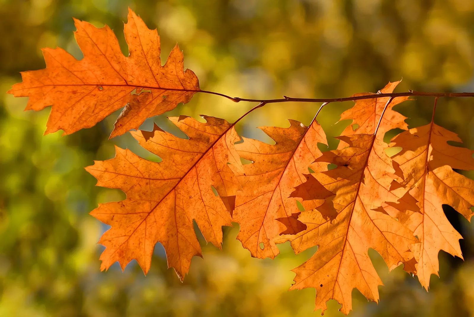 Close-up shot of autumn oak leaves.