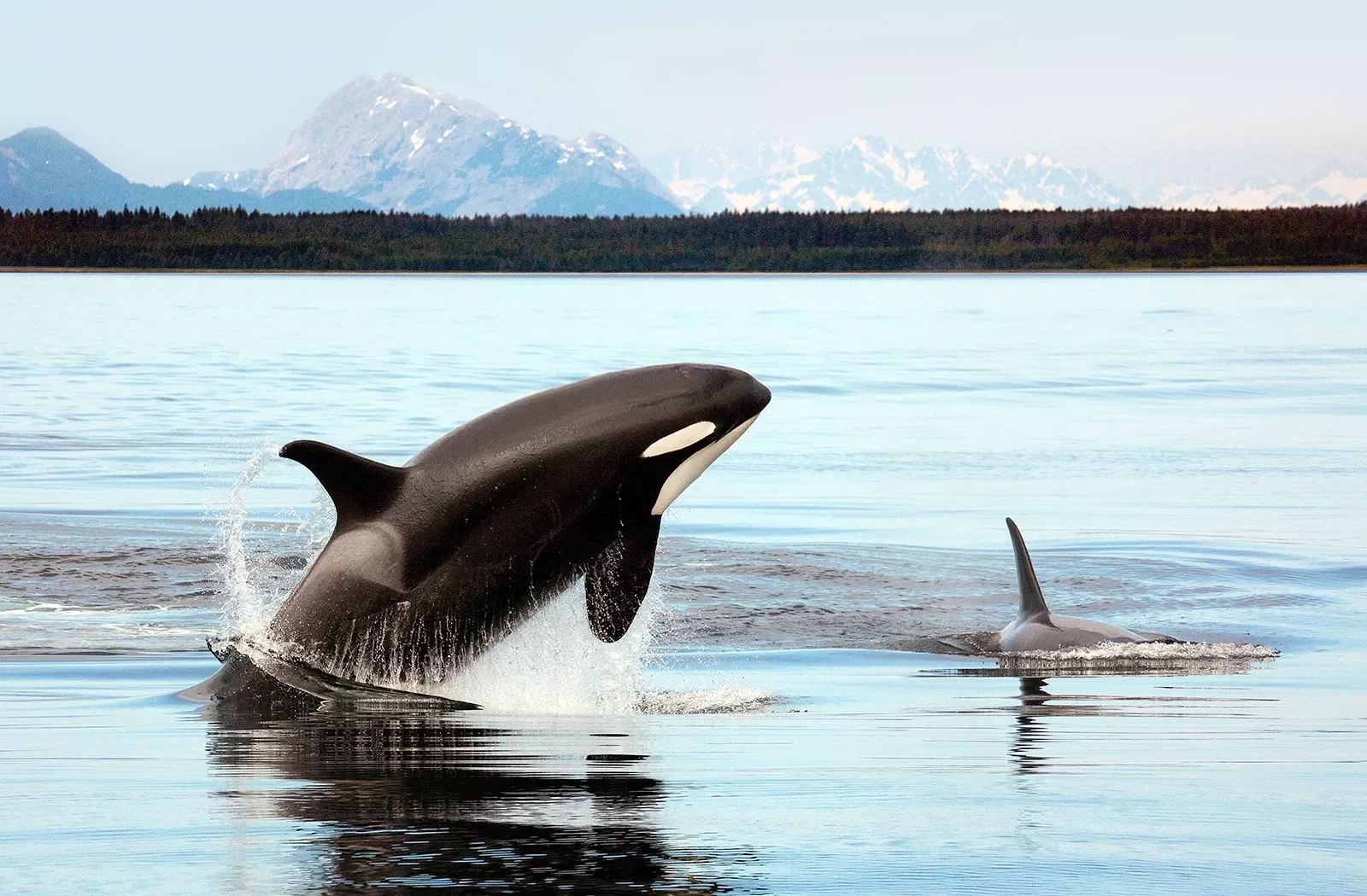 Two orcas in lake, one breaching.