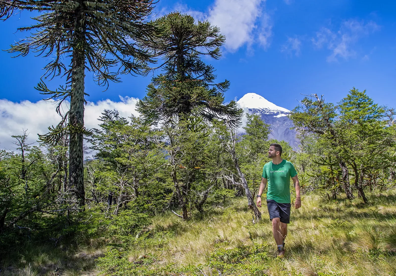Guest walking through thin-branch forest. Snowy mountain cap in background.