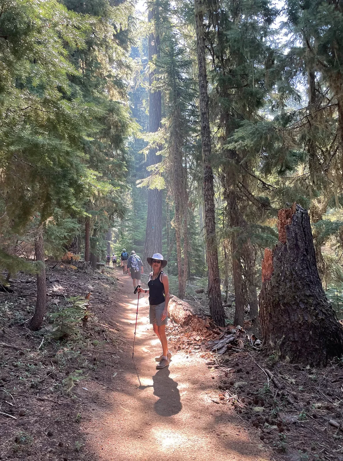 Hikers on a forest path surrounded by conical trees.