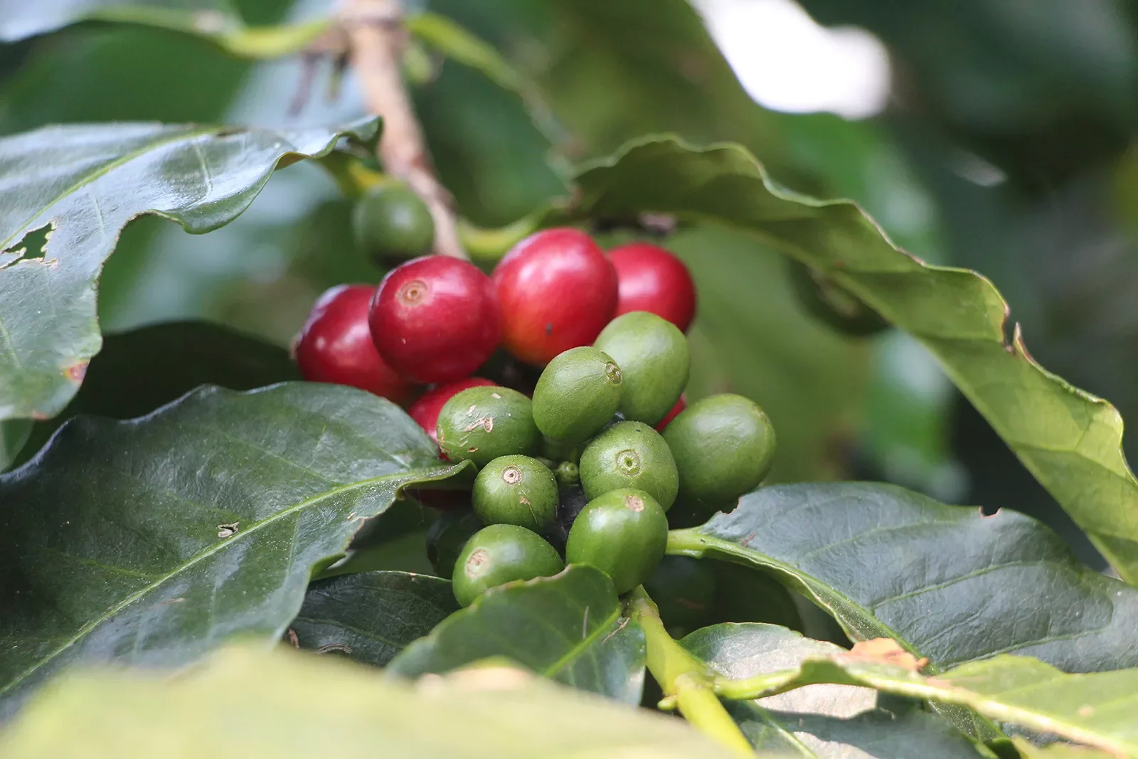 Coffee Plant Red Bean Columbia