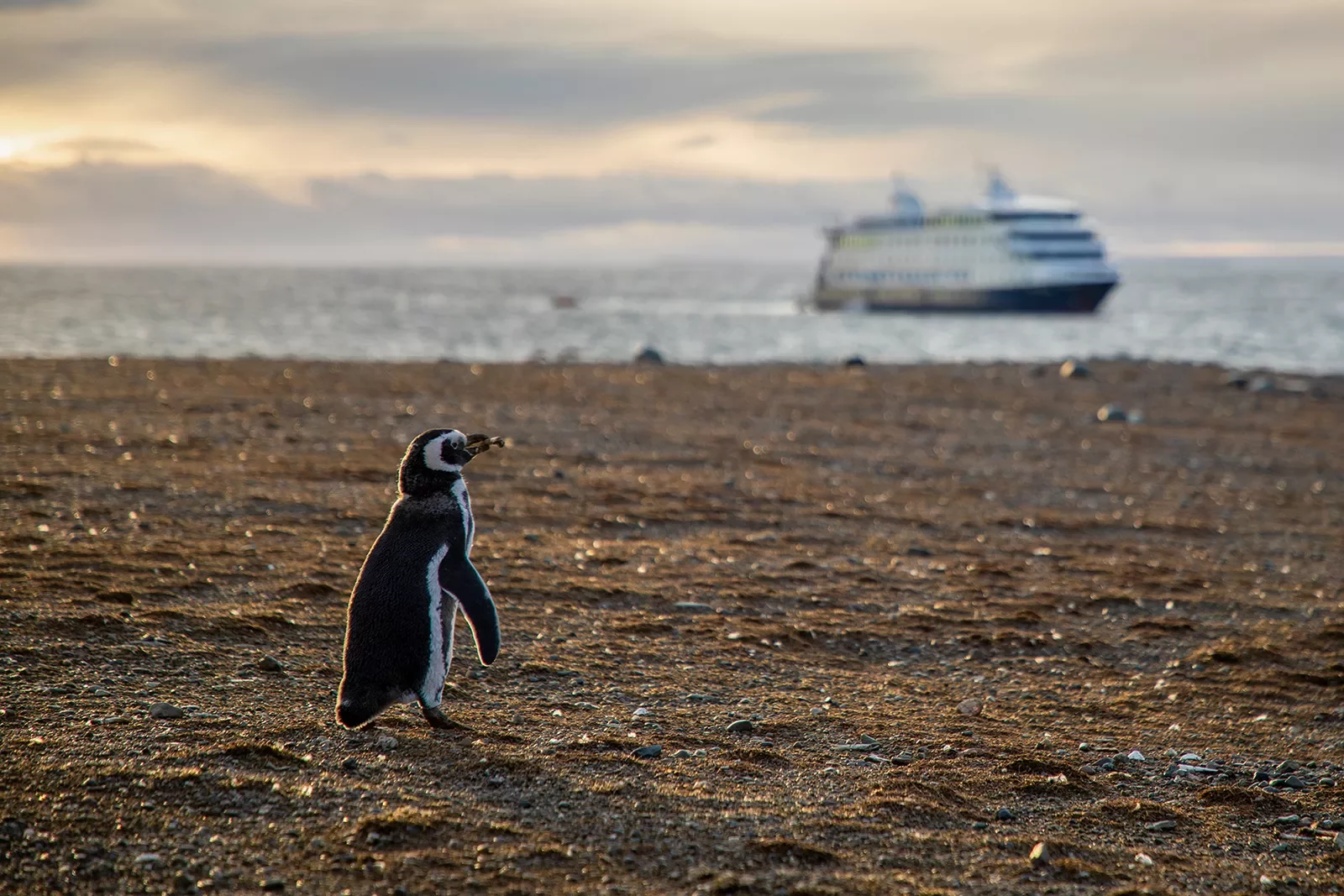 Shot of beach, single penguin, large cruise ship in distance.