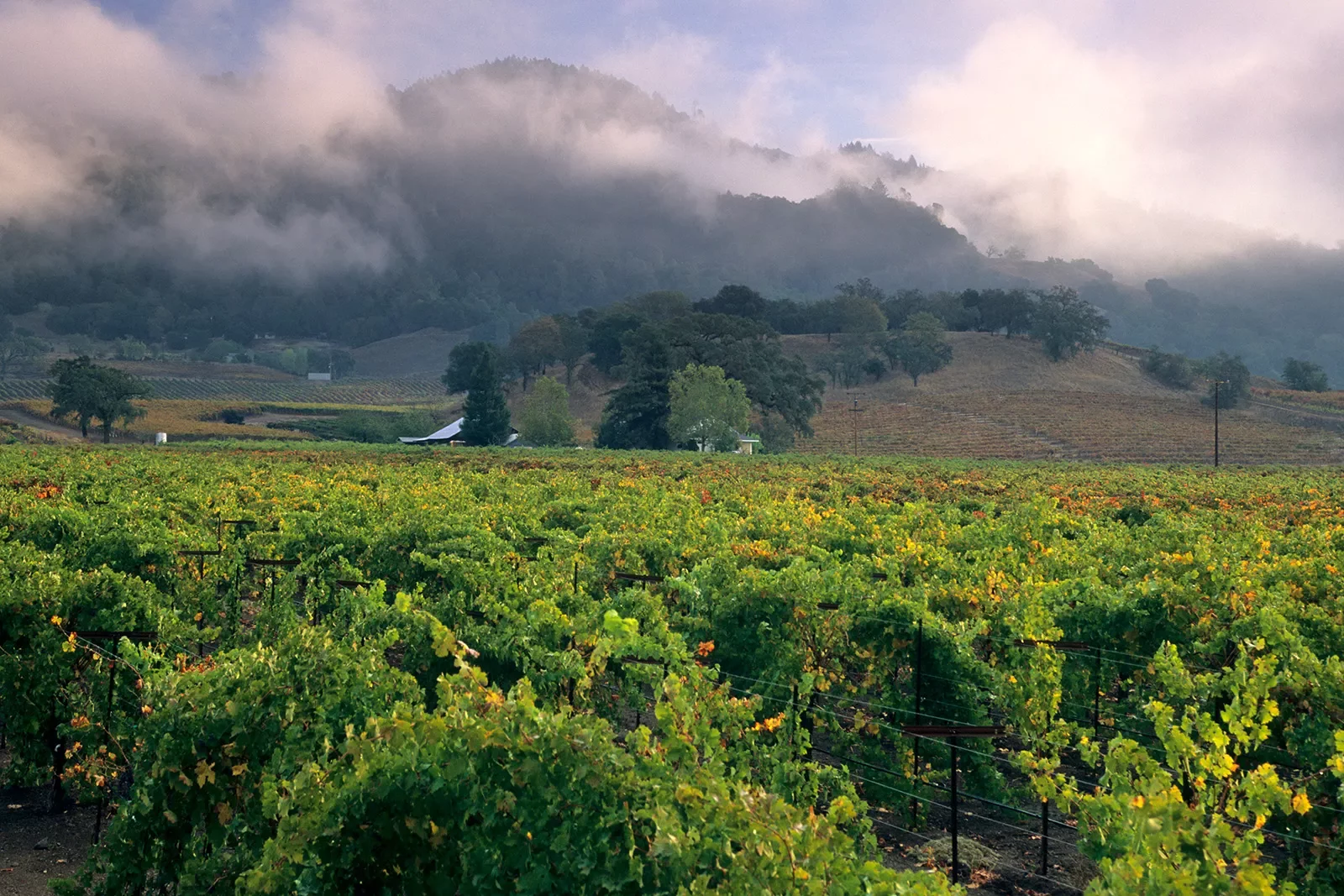 Shot of vineyard, foggy hilltop in distance.
