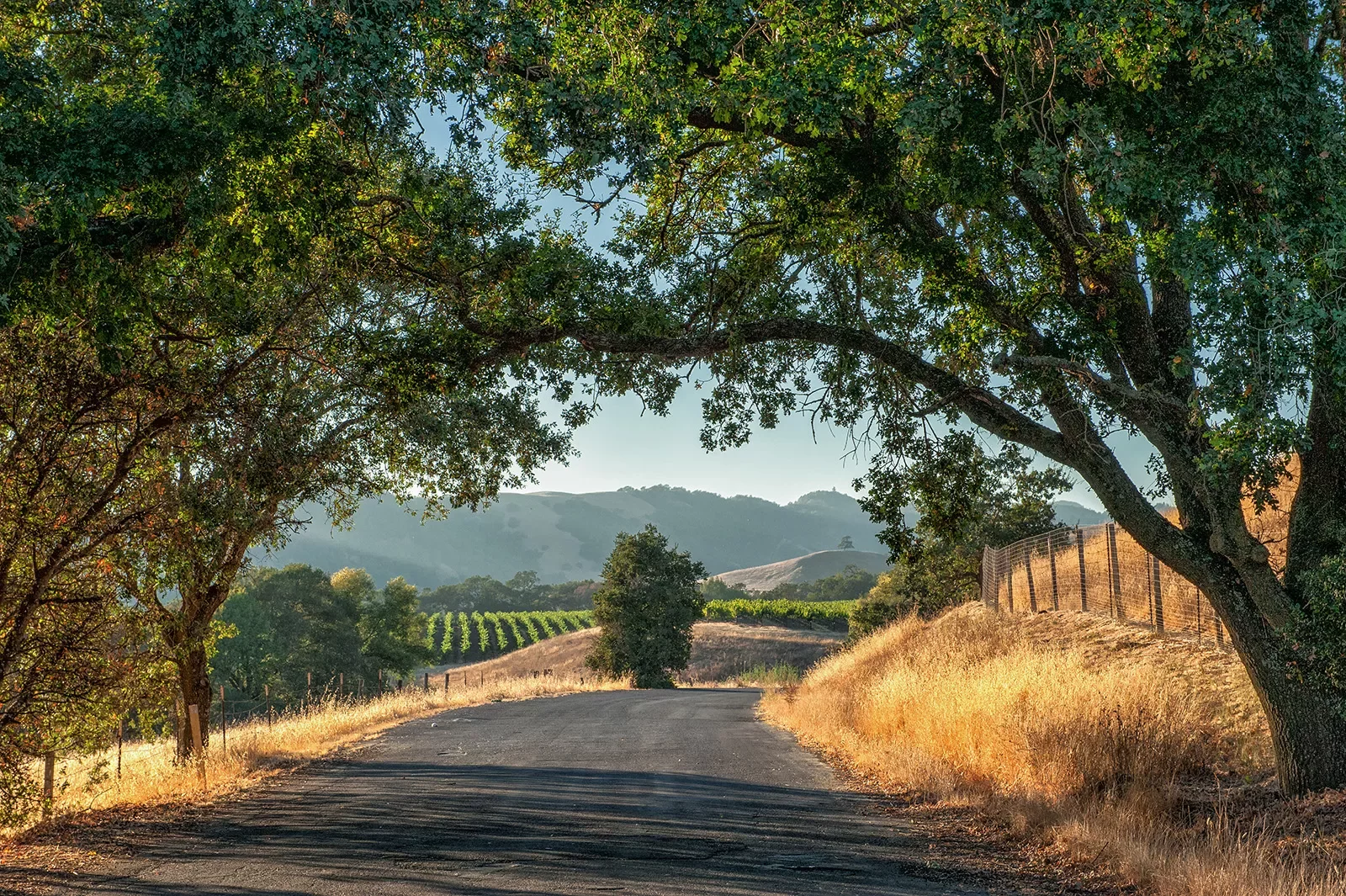 Wine-country road with low hanging trees and vineyards.