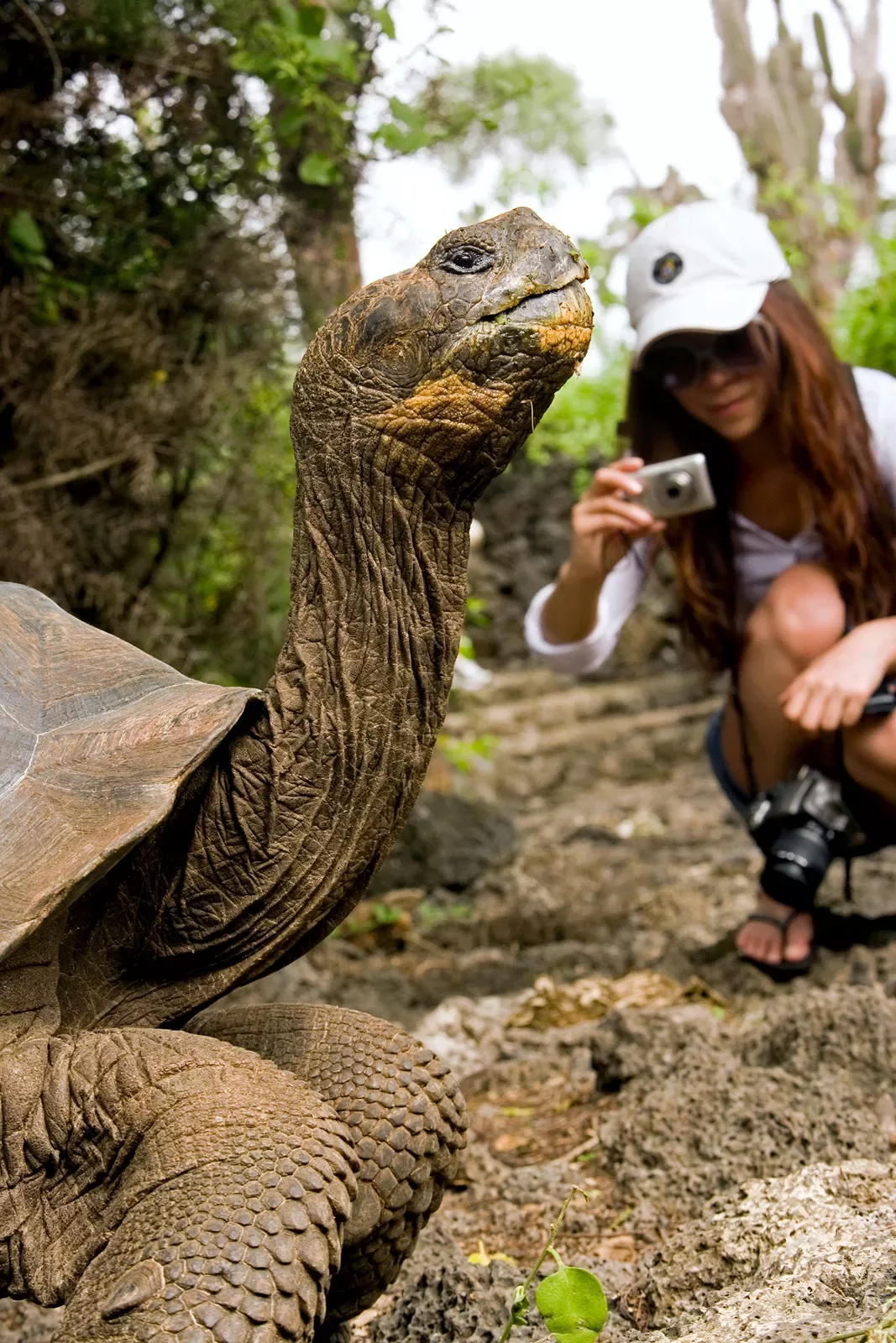 Turtle Being Photographed By Guest
