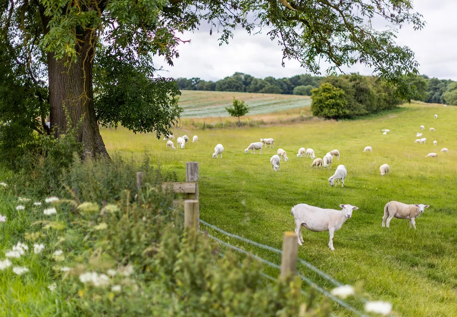 Newly sheared sheep in an English pasture.