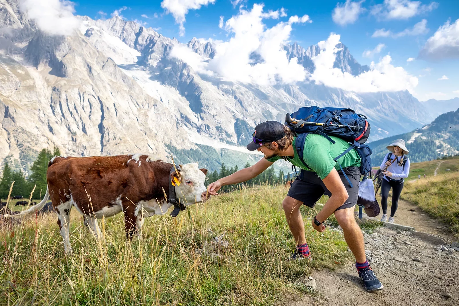 Two guests with cow, one reaching out to it, mountain in background.