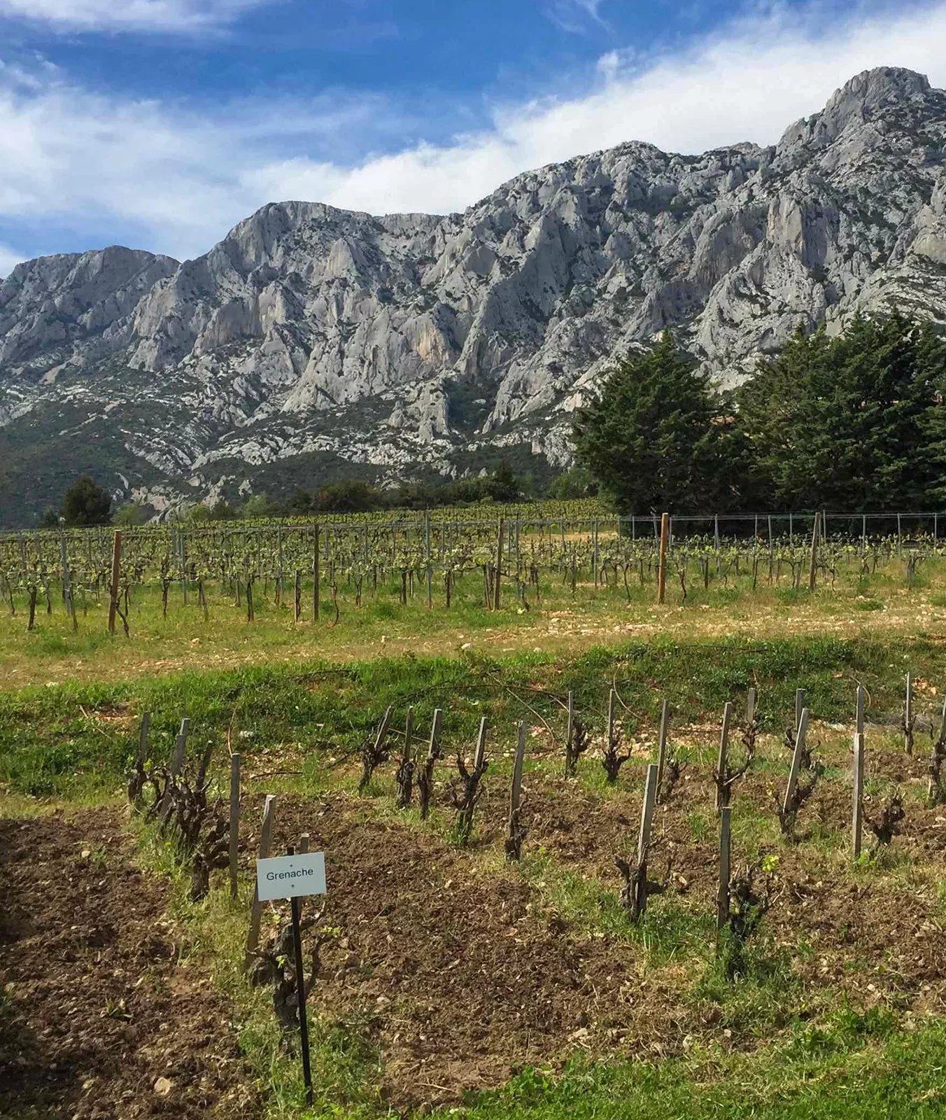 Vineyard Surrounded by Mountains