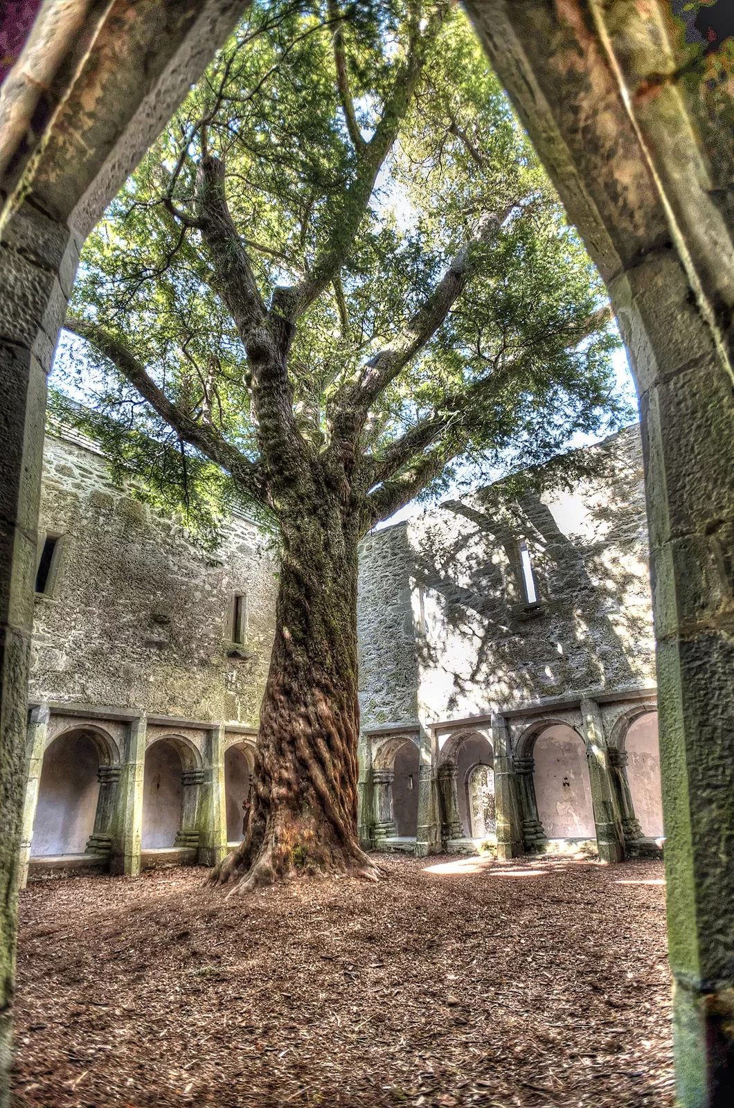 Courtyard Ancient Tree Ireland